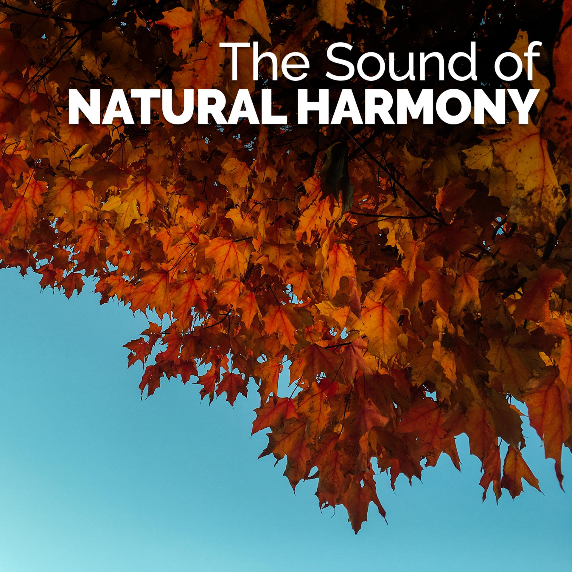 Постер альбома The Sound of Natural Harmony