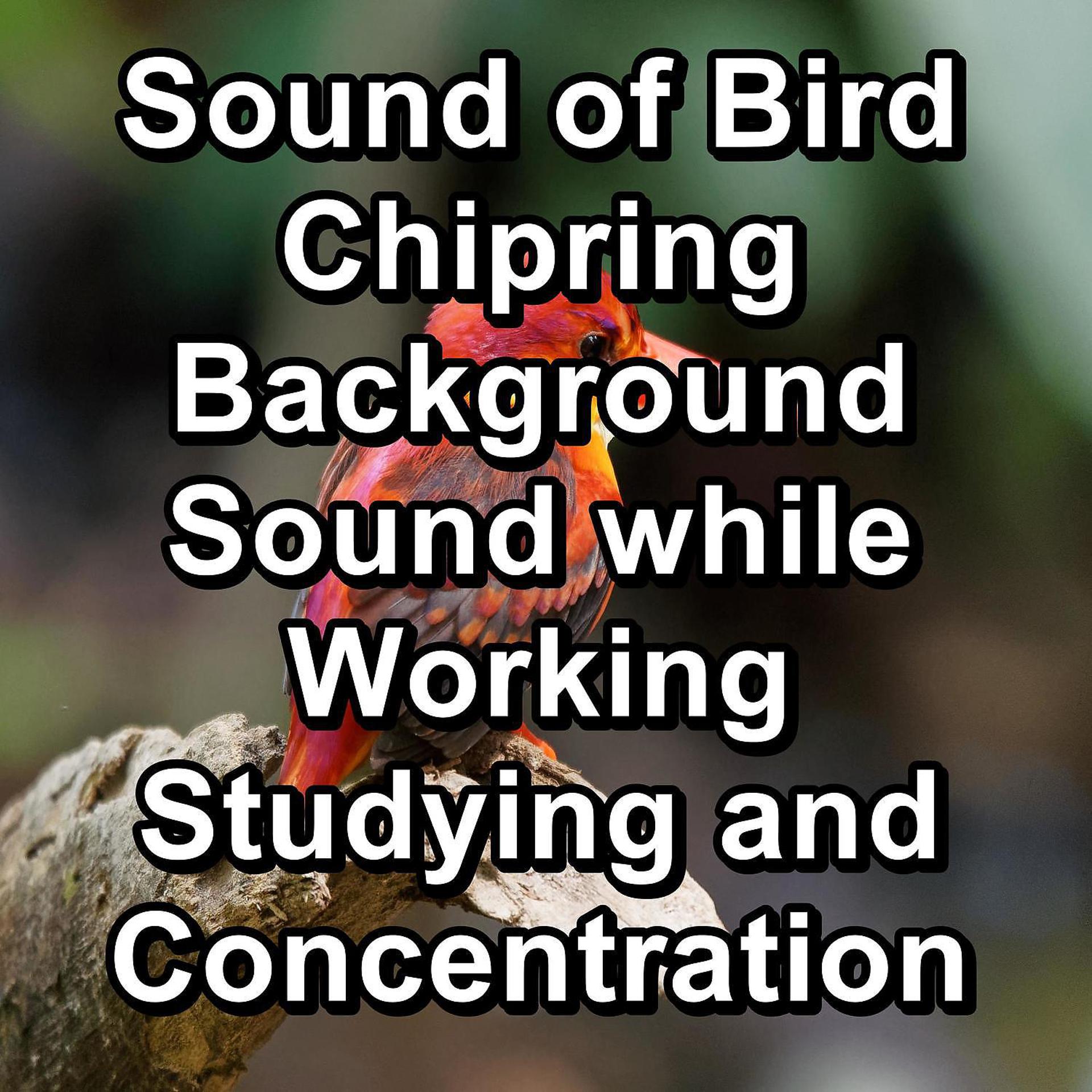 Постер альбома Sound of Bird Chipring Background Sound while Working Studying and Concentration