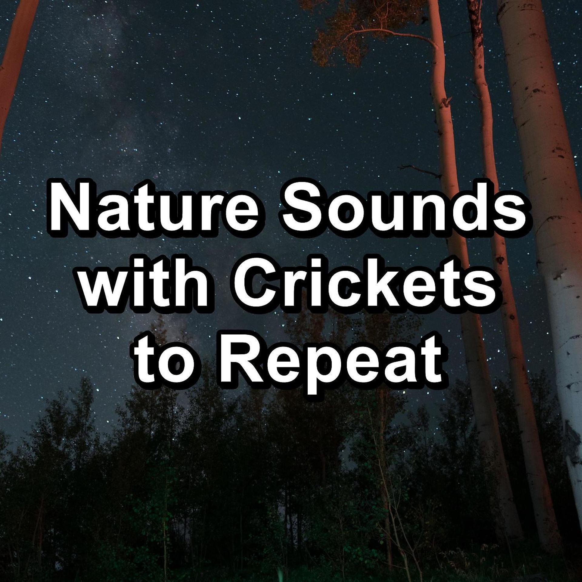 Постер альбома Nature Sounds with Crickets to Repeat