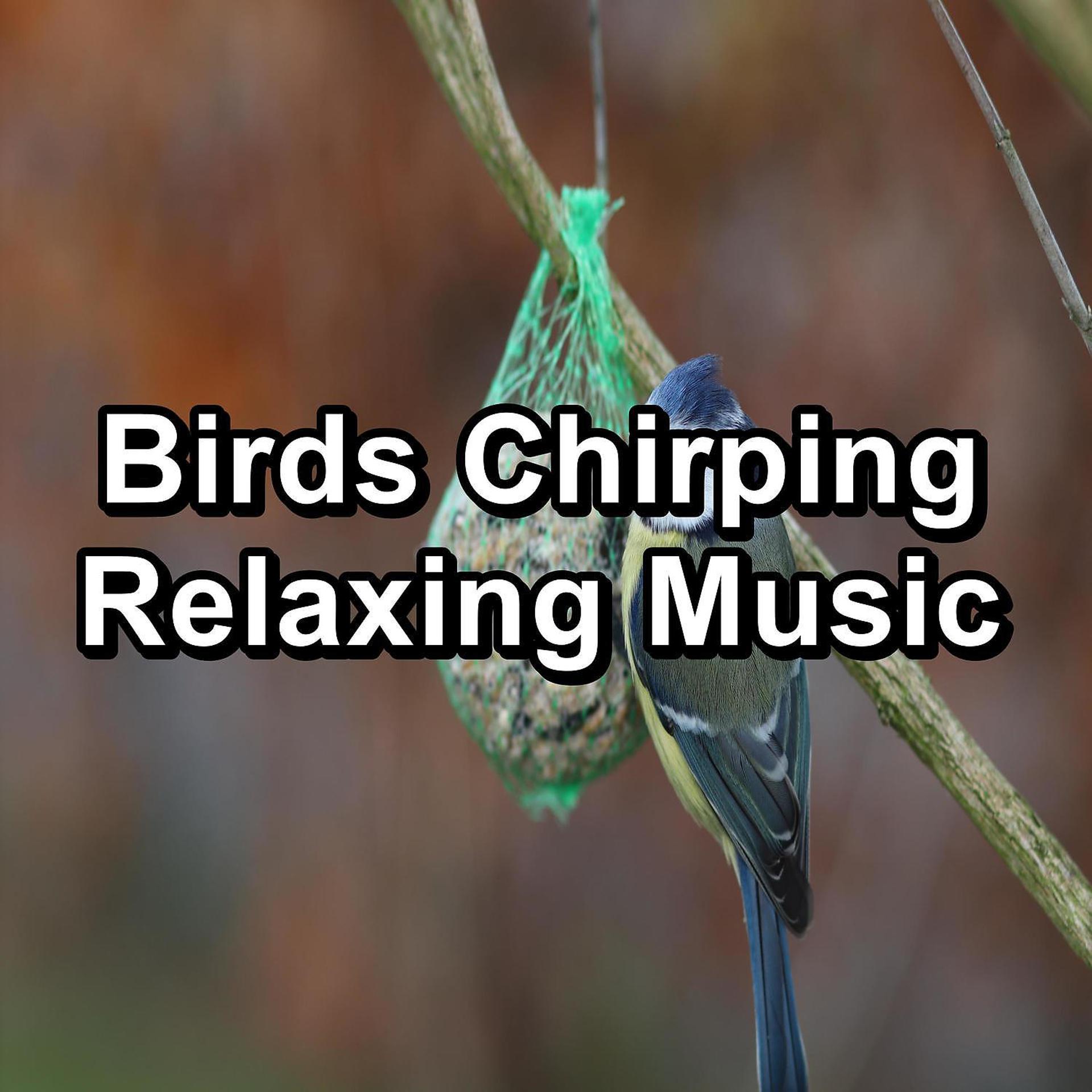 Постер альбома Birds Chirping  Relaxing Music