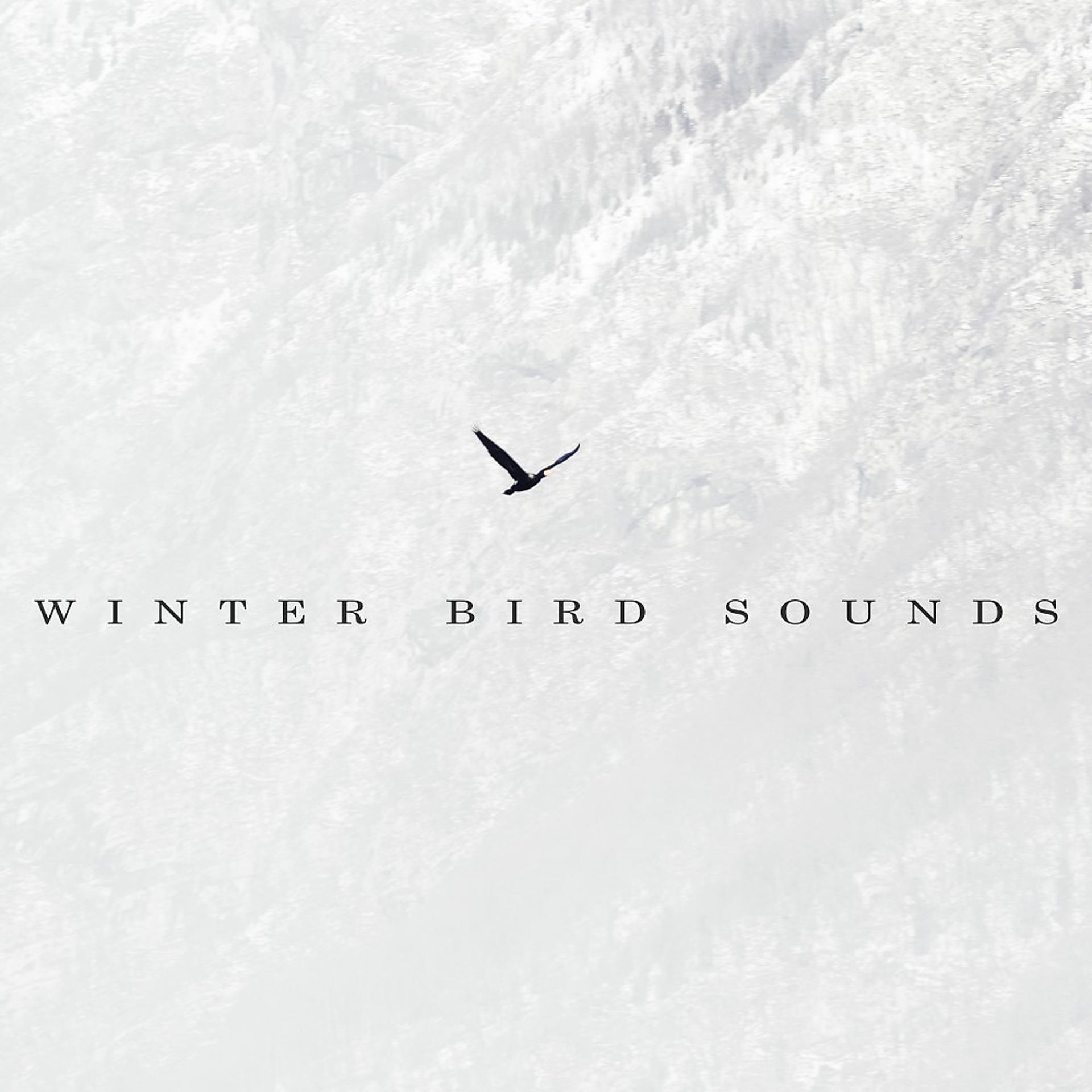 Постер альбома Winter Bird Sounds