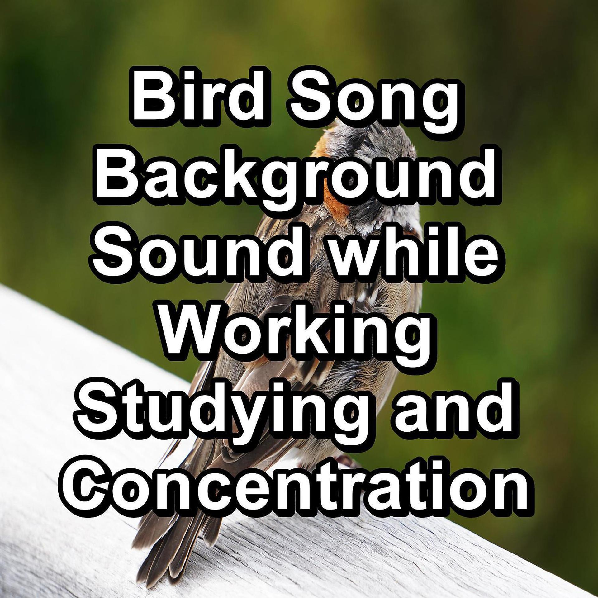 Постер альбома Bird Song Background Sound while Working Studying and Concentration