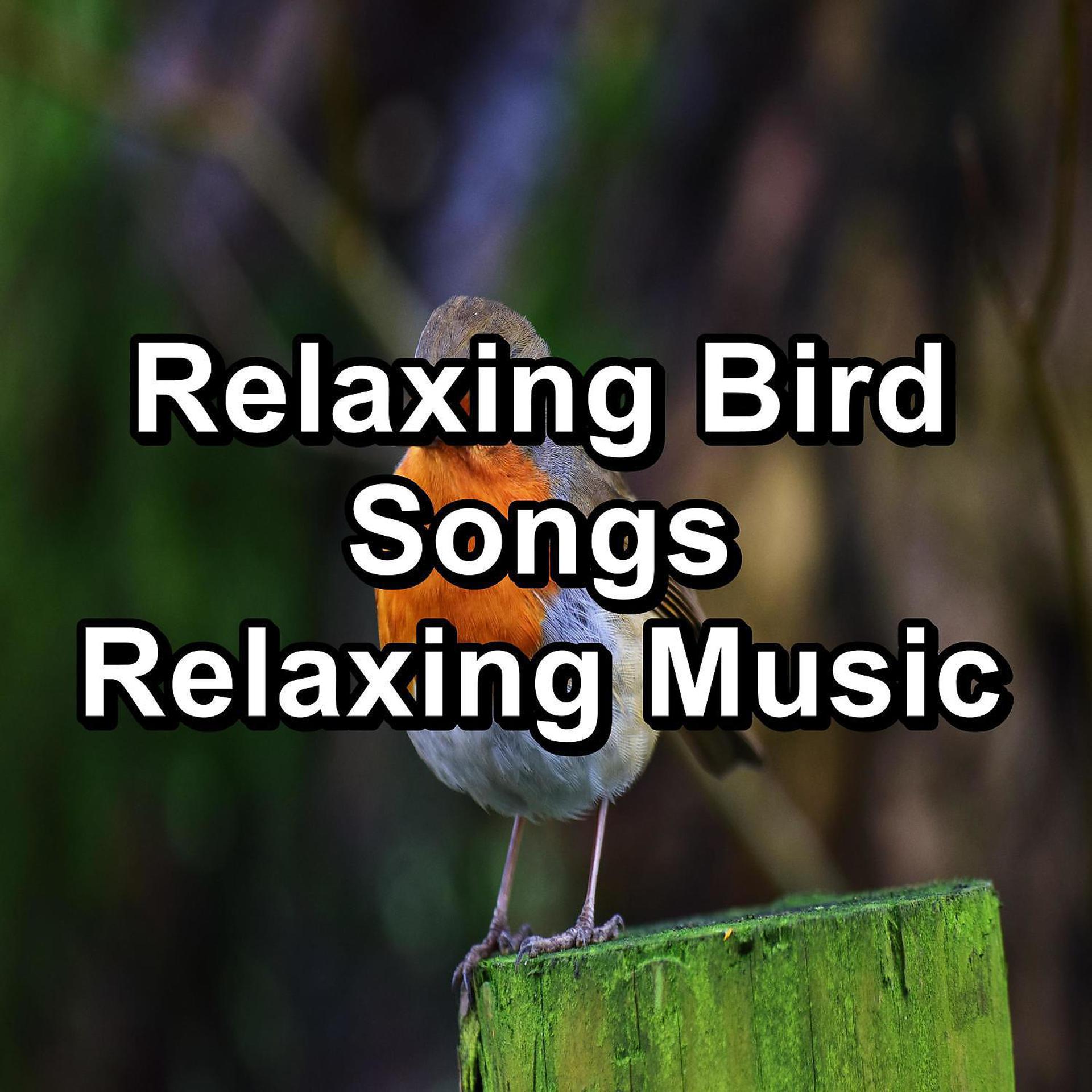 Постер альбома Relaxing Bird Songs Relaxing Music
