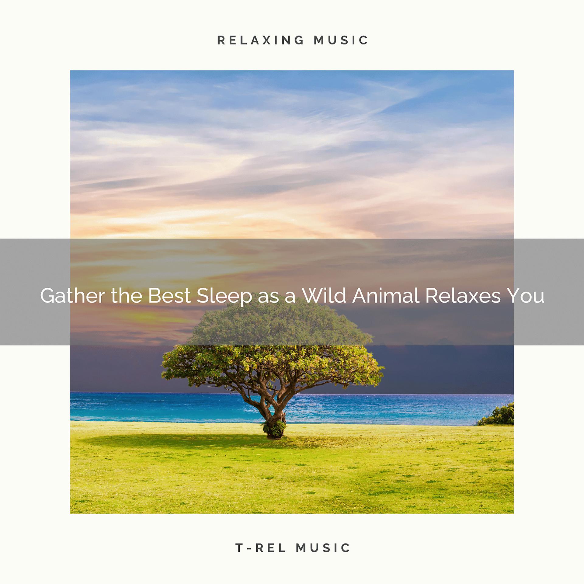 Постер альбома 2020 Best: Gather the Best Sleep as a Wild Animal Relaxes You