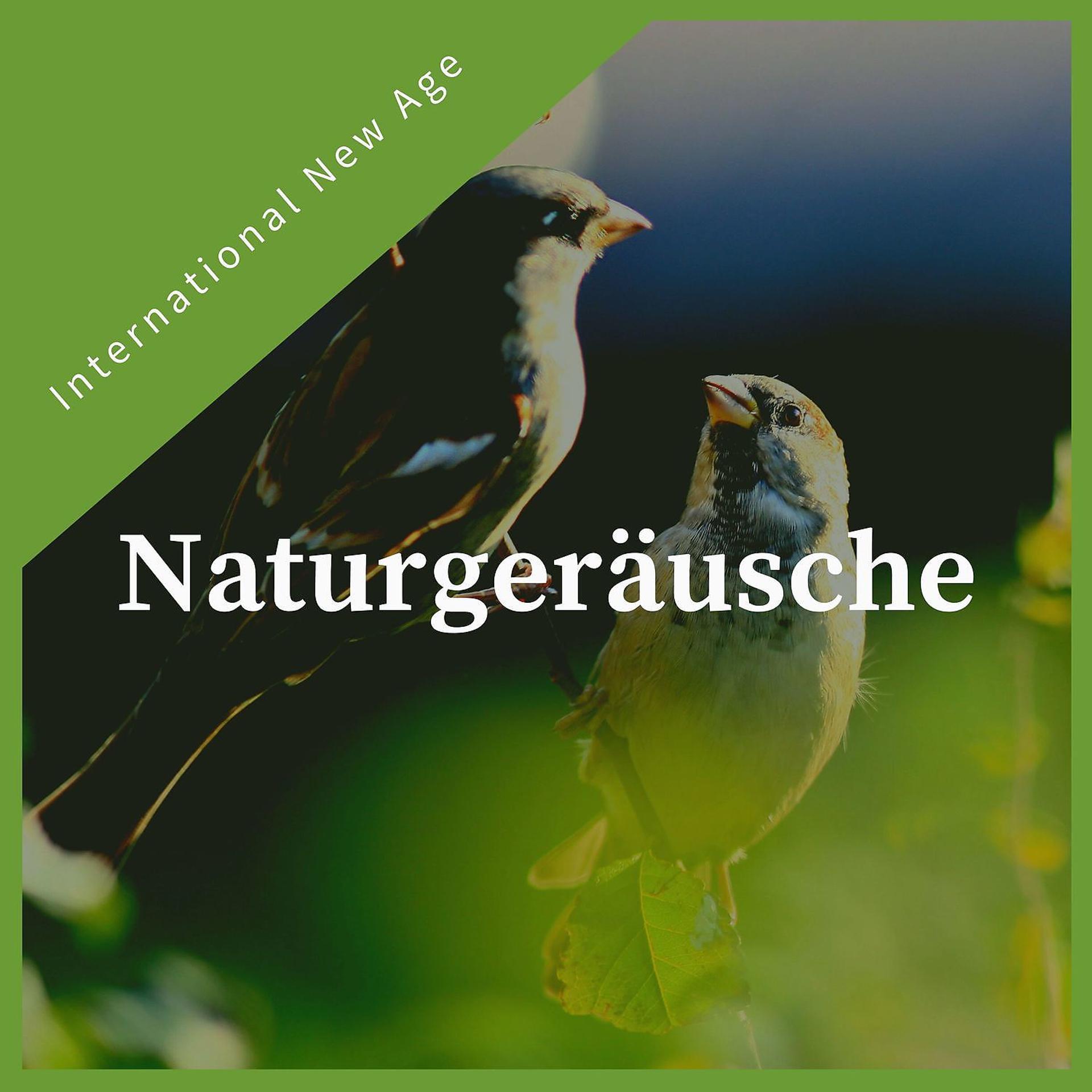 Постер альбома Naturgeräusche - Ruhige New-Age-Musik