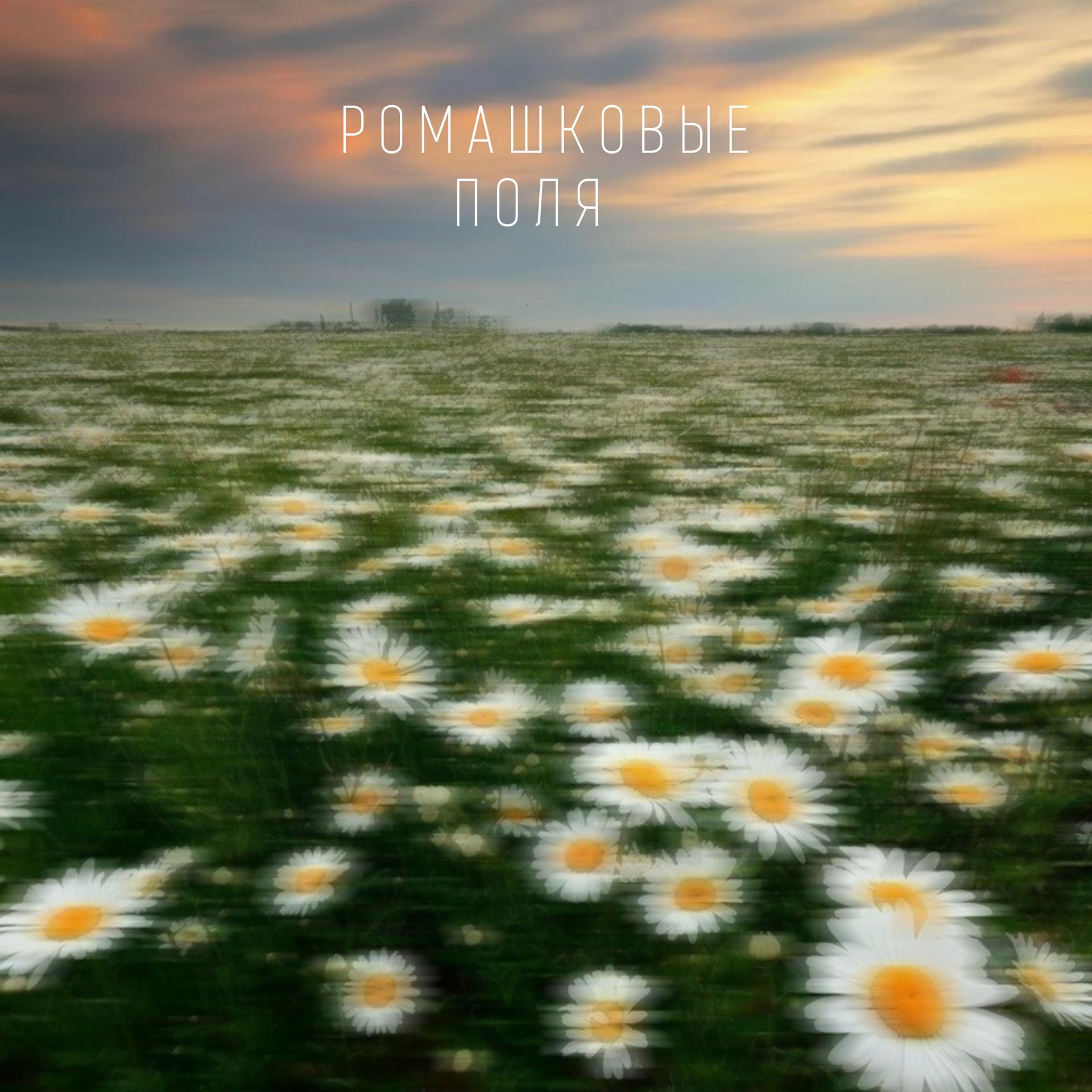 Постер альбома Ромашковые поля