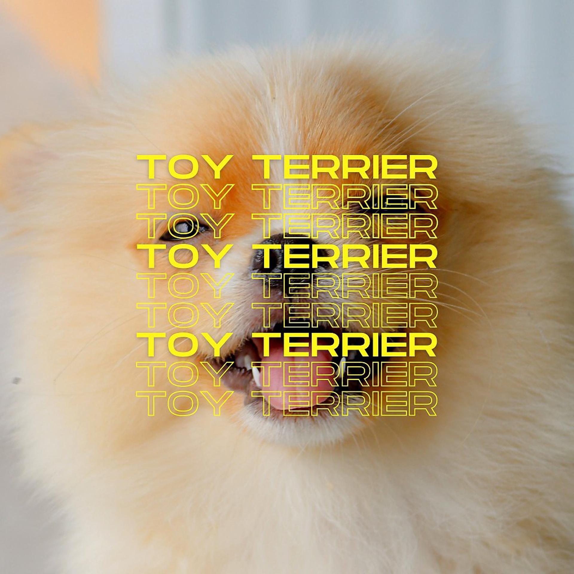 Постер альбома Toy Terrier