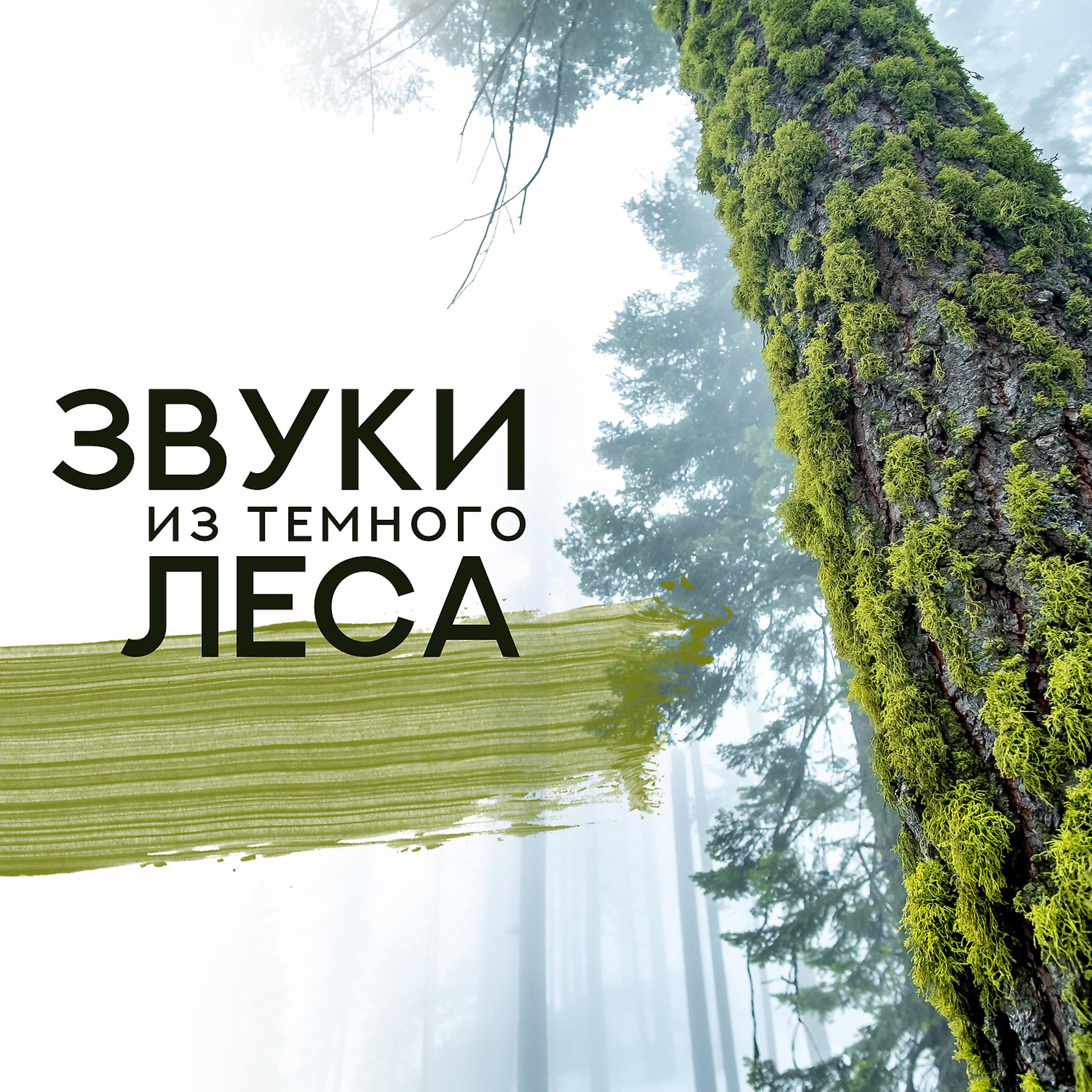 Постер альбома Звуки из темного леса: Время отдыха, Звуки природы,Арфа, фортепиано, флейта