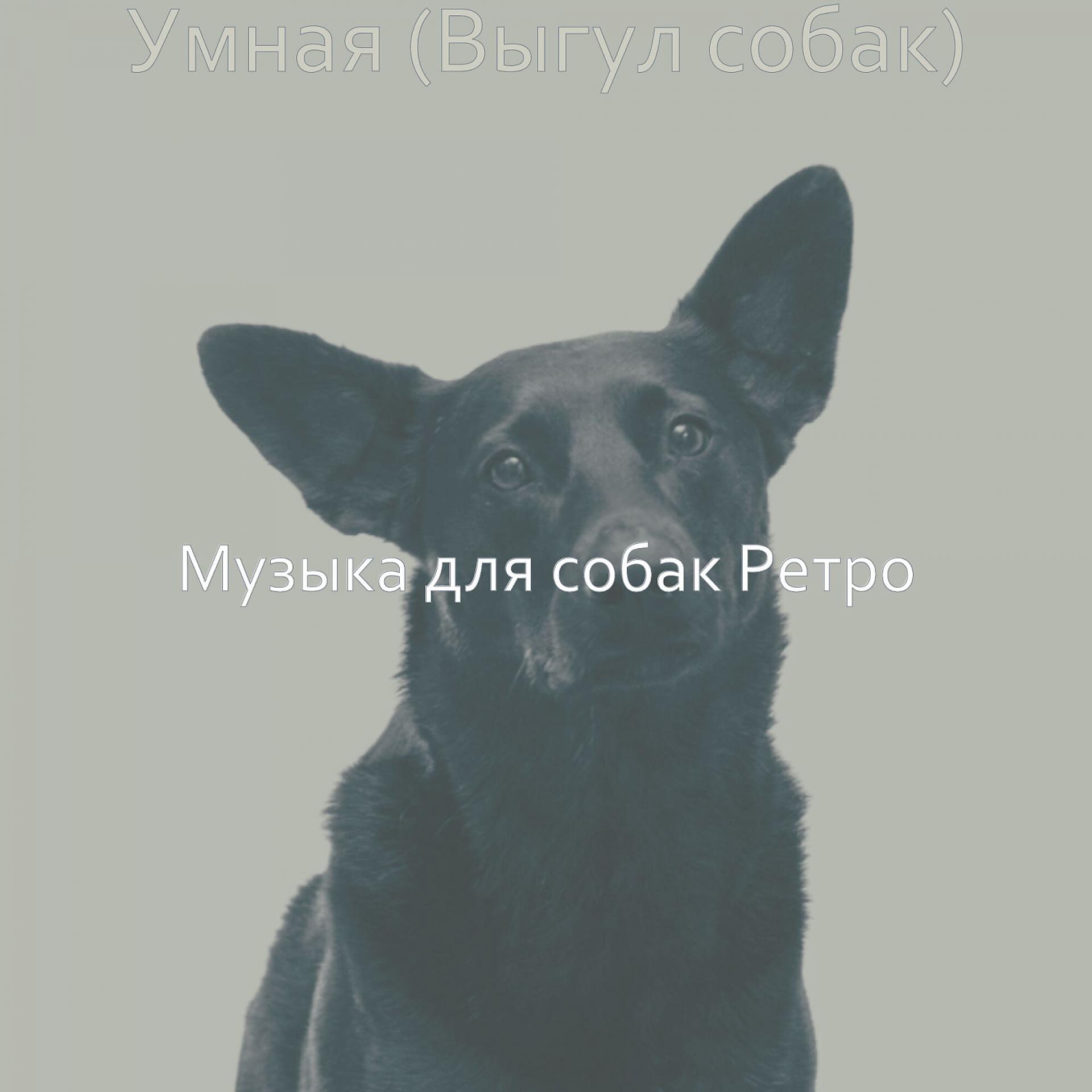Постер альбома Умная (Выгул собак)