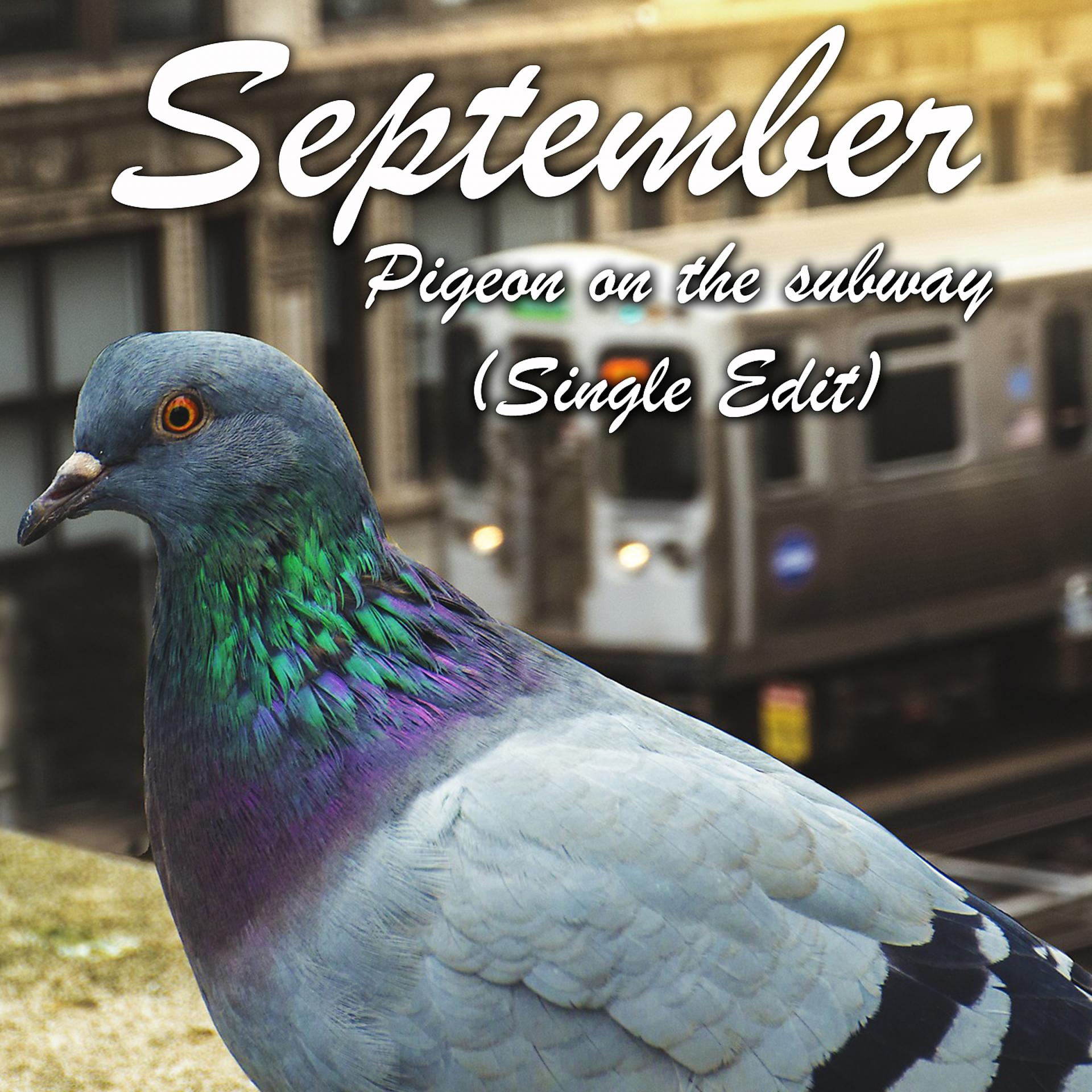 Постер альбома Pigeon on the subway