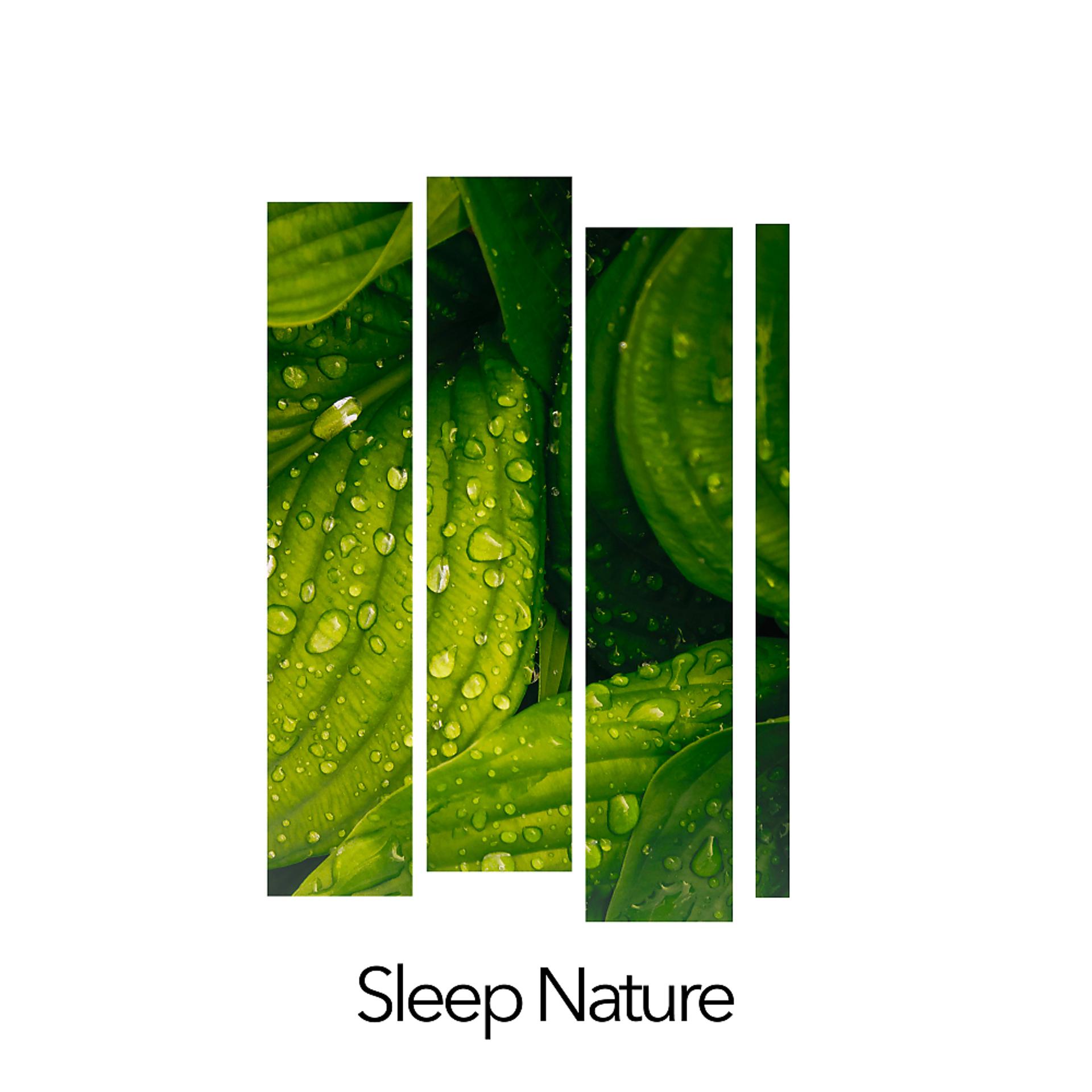 Постер альбома Sleep Nature