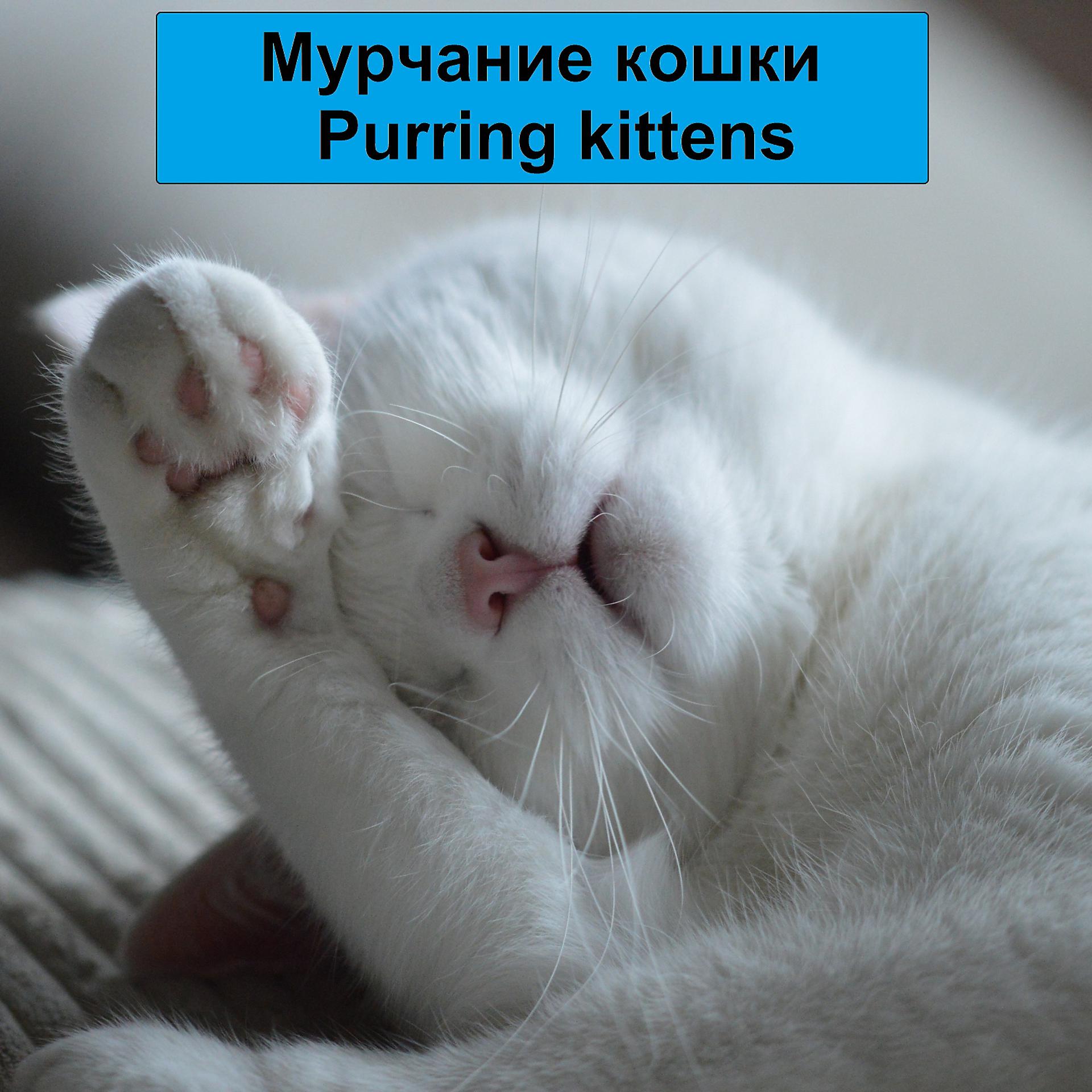 Постер альбома Мурчание кошки Purring kittens