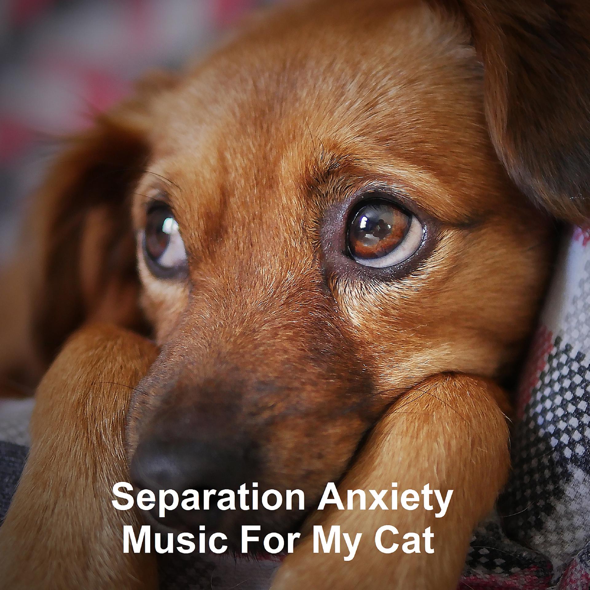 Постер альбома Separation Anxiety Music For My Cat
