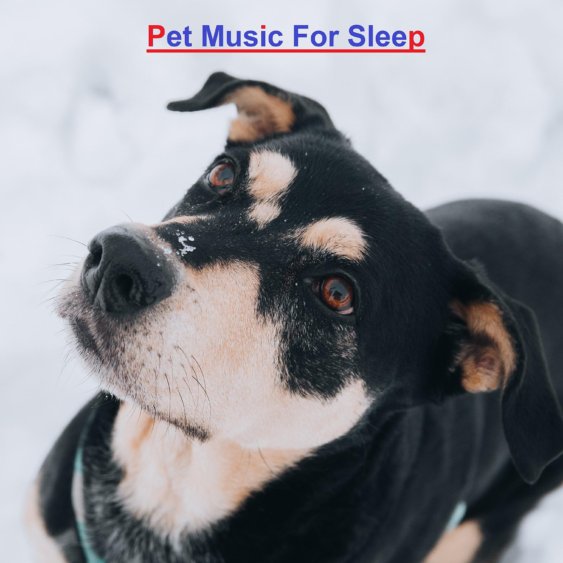 Постер альбома Pet Music For Sleep