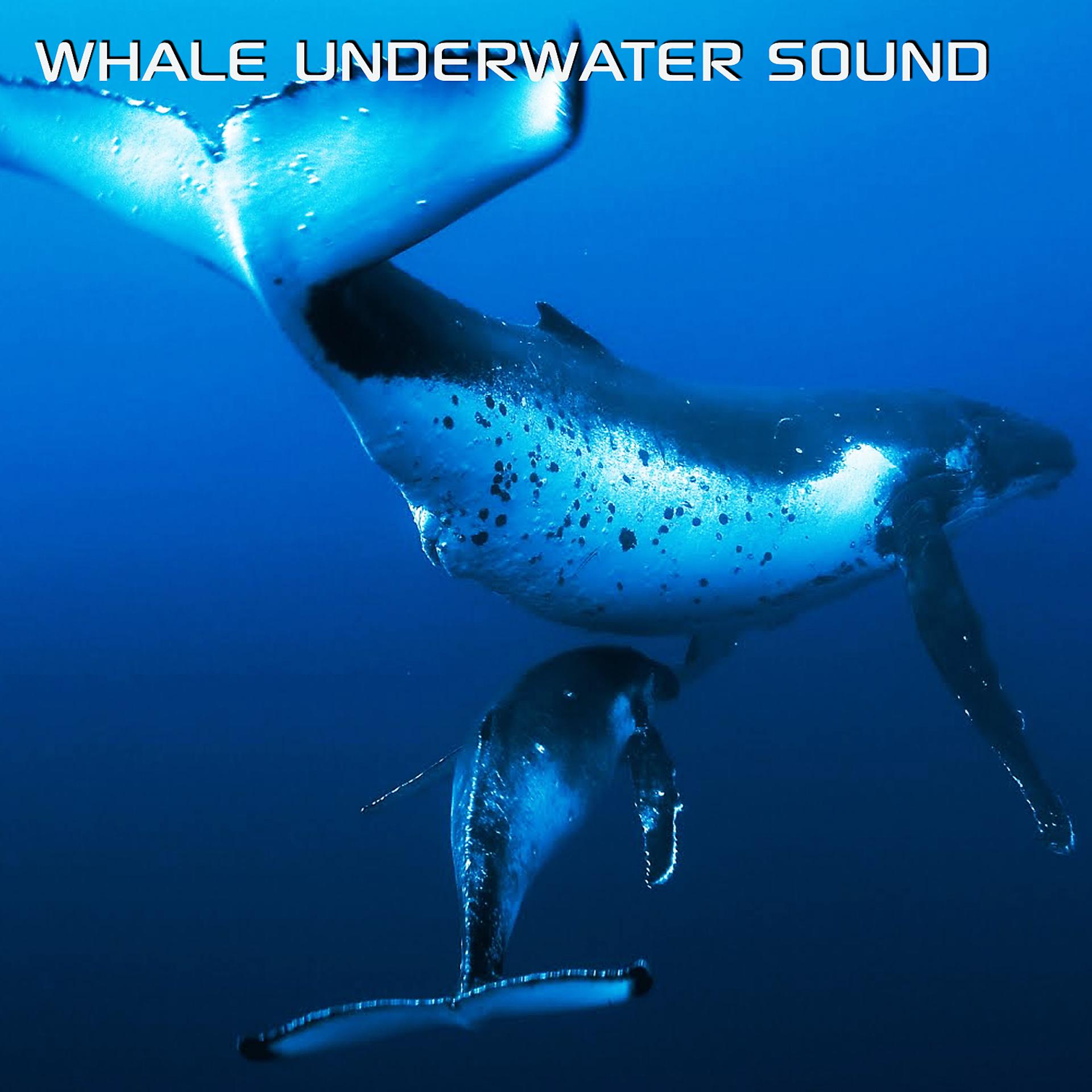 Постер альбома Whale Underwater Sound (feat. Discovery Soundscapes, Discovery Nature Sound, Water Soundscapes, Nature Soundscapes, Sounds Nature & World Ocean Sound)