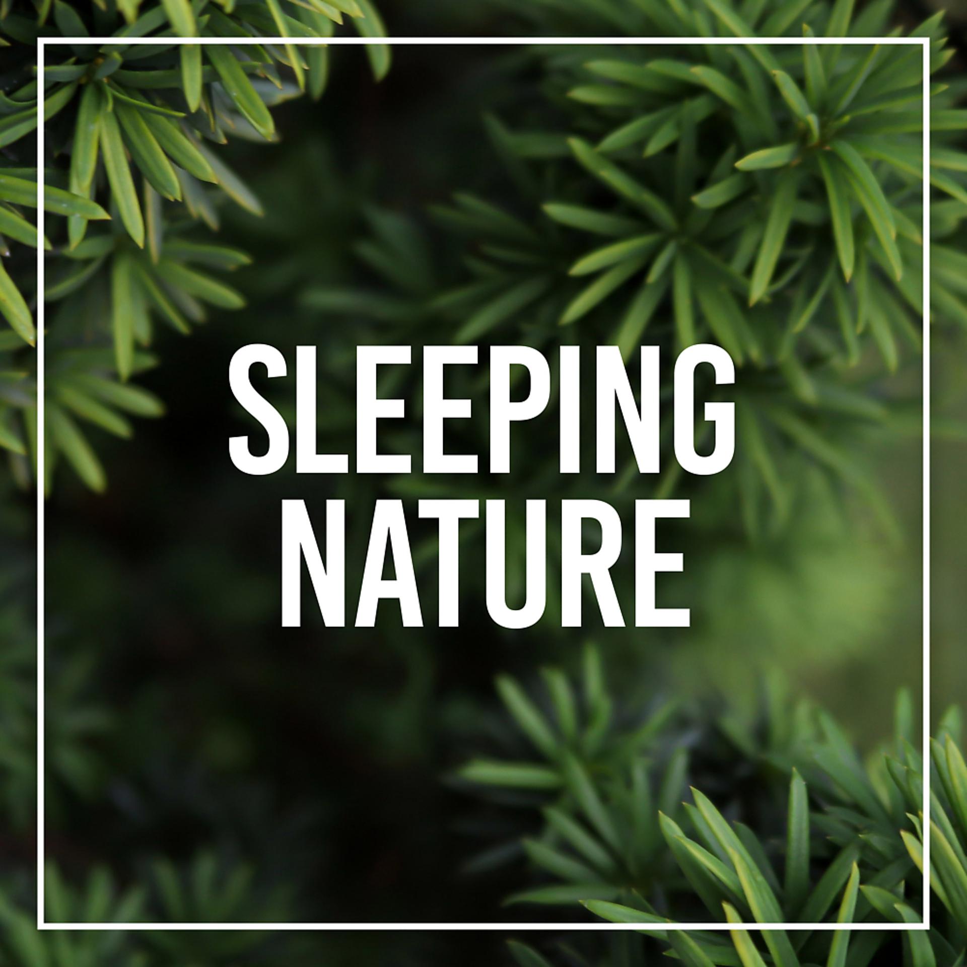 Постер альбома Sleeping Nature