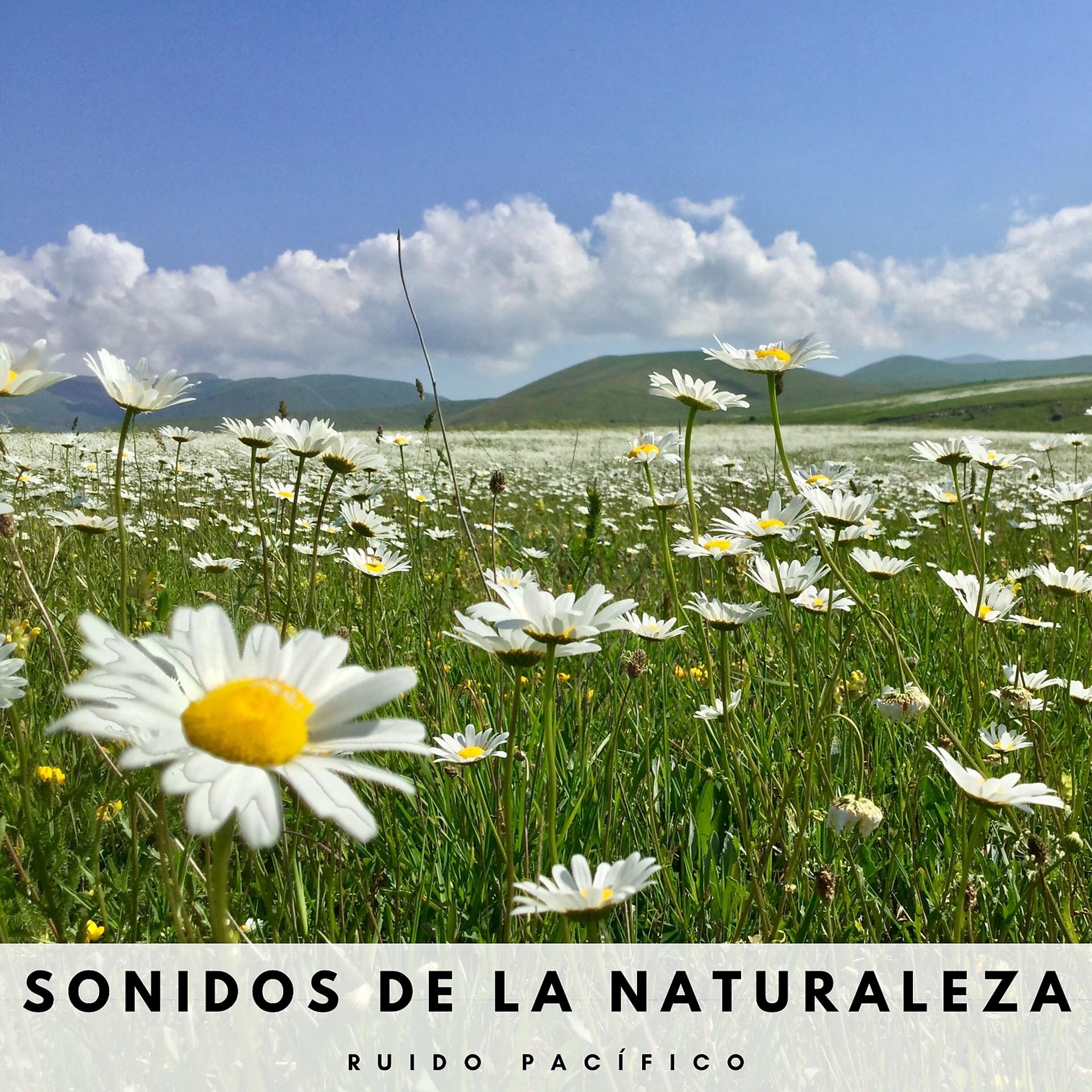Постер альбома Sonidos De La Naturaleza: Ruido Pacífico