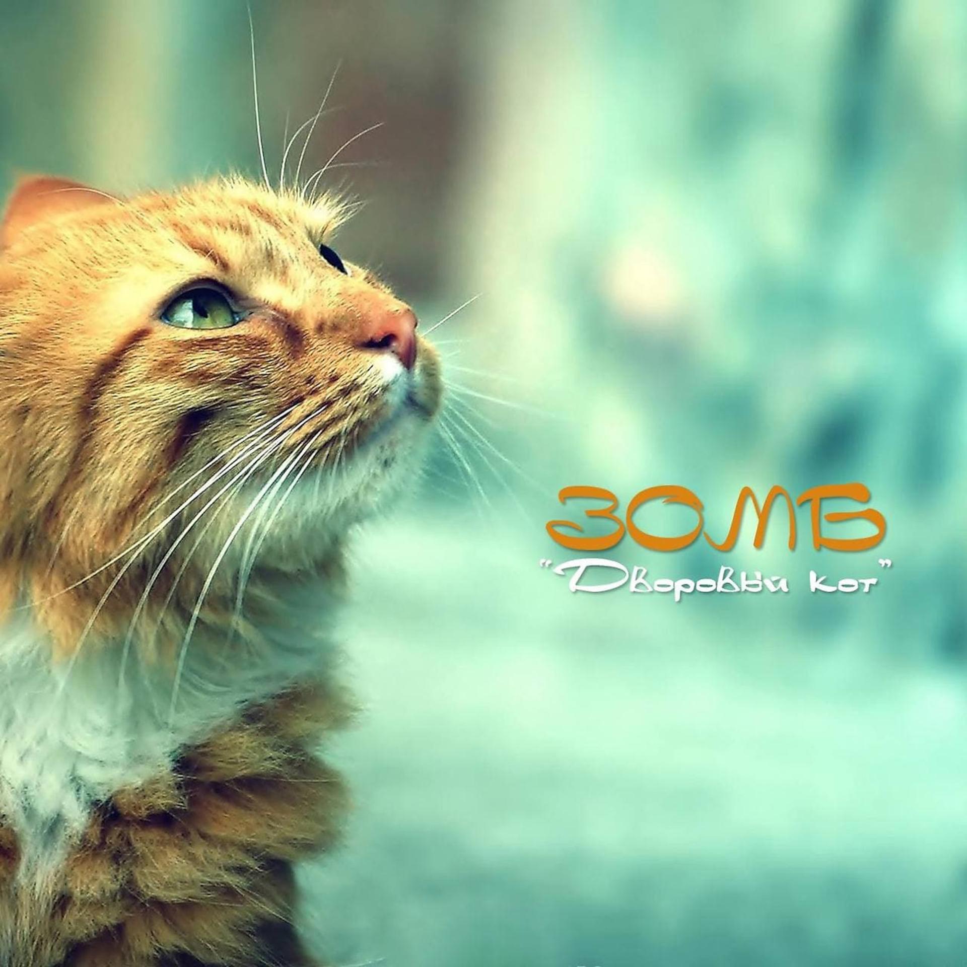 Постер альбома Дворовый кот