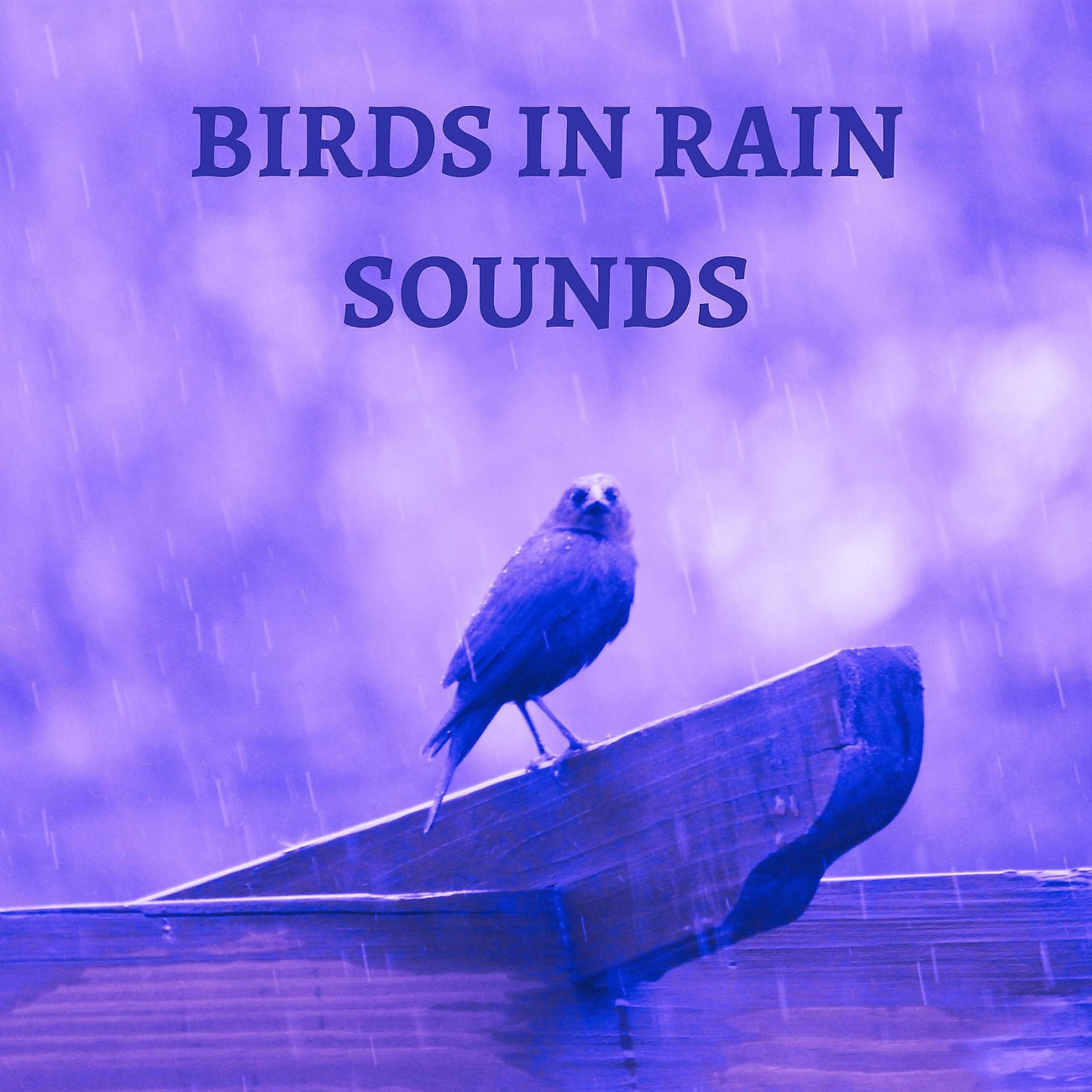 Постер альбома Birds In Rain Sounds