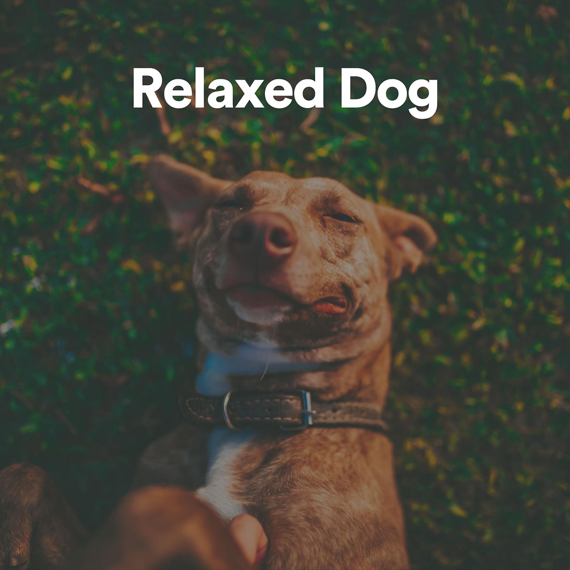 Постер альбома Relaxed Dog