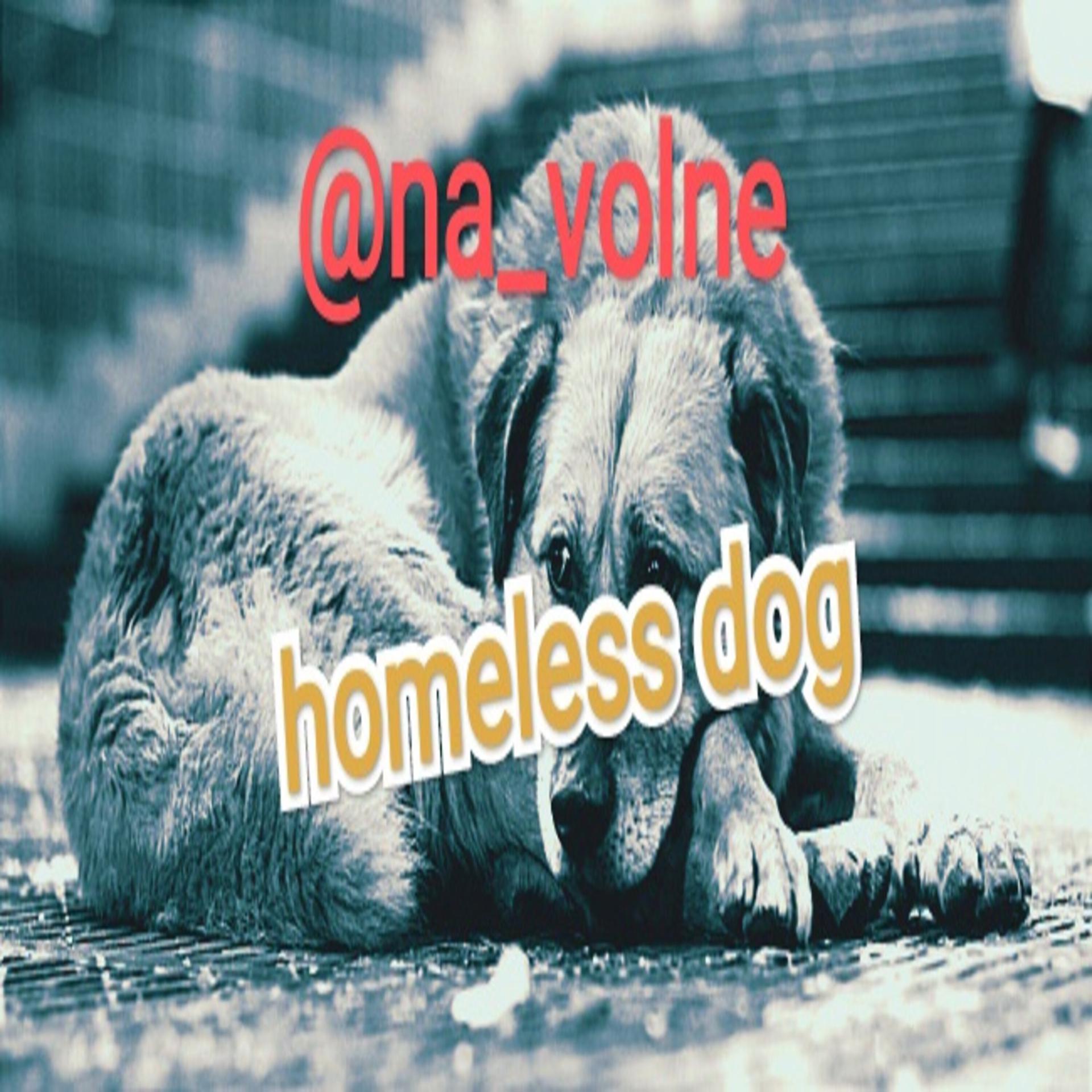 Постер альбома homeless dog