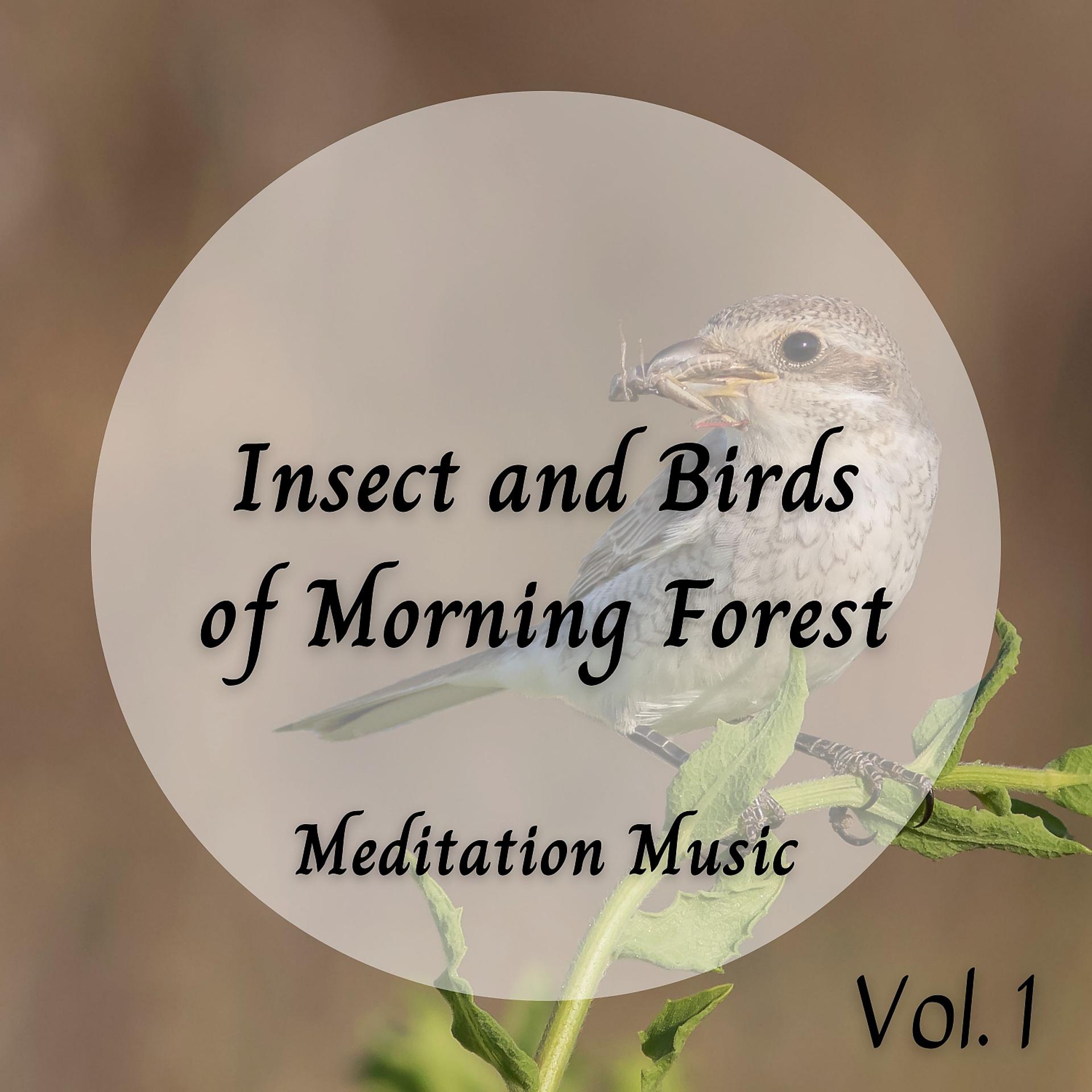 Постер альбома Meditation Music: Insect and Birds of Morning Forest Vol. 1