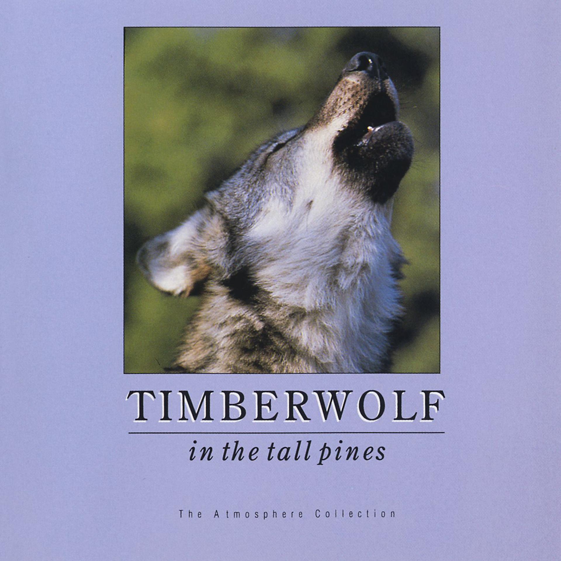 Постер альбома Timberwolf In Tall Pines