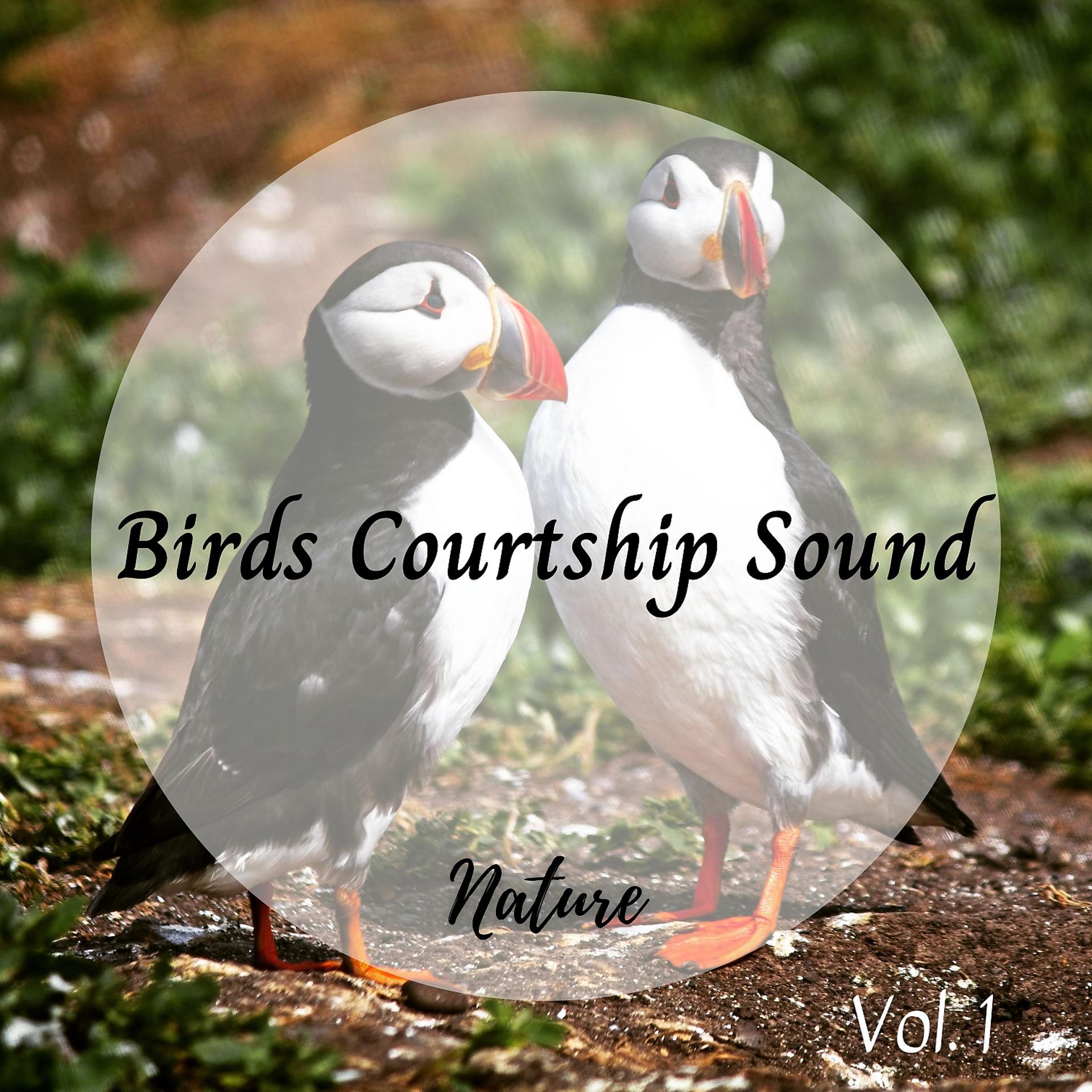 Постер альбома Nature: Birds Courtship Sound Vol. 1