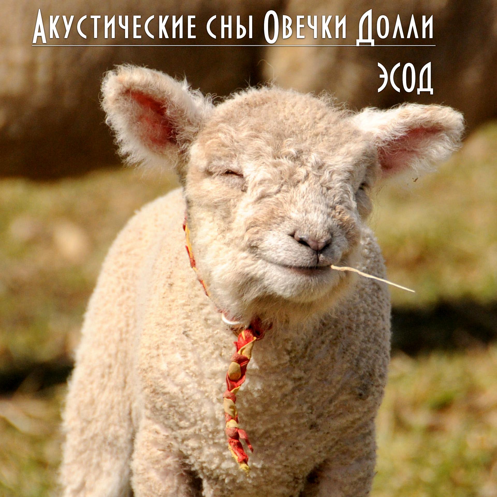 Постер альбома Акустические сны овечки Долли