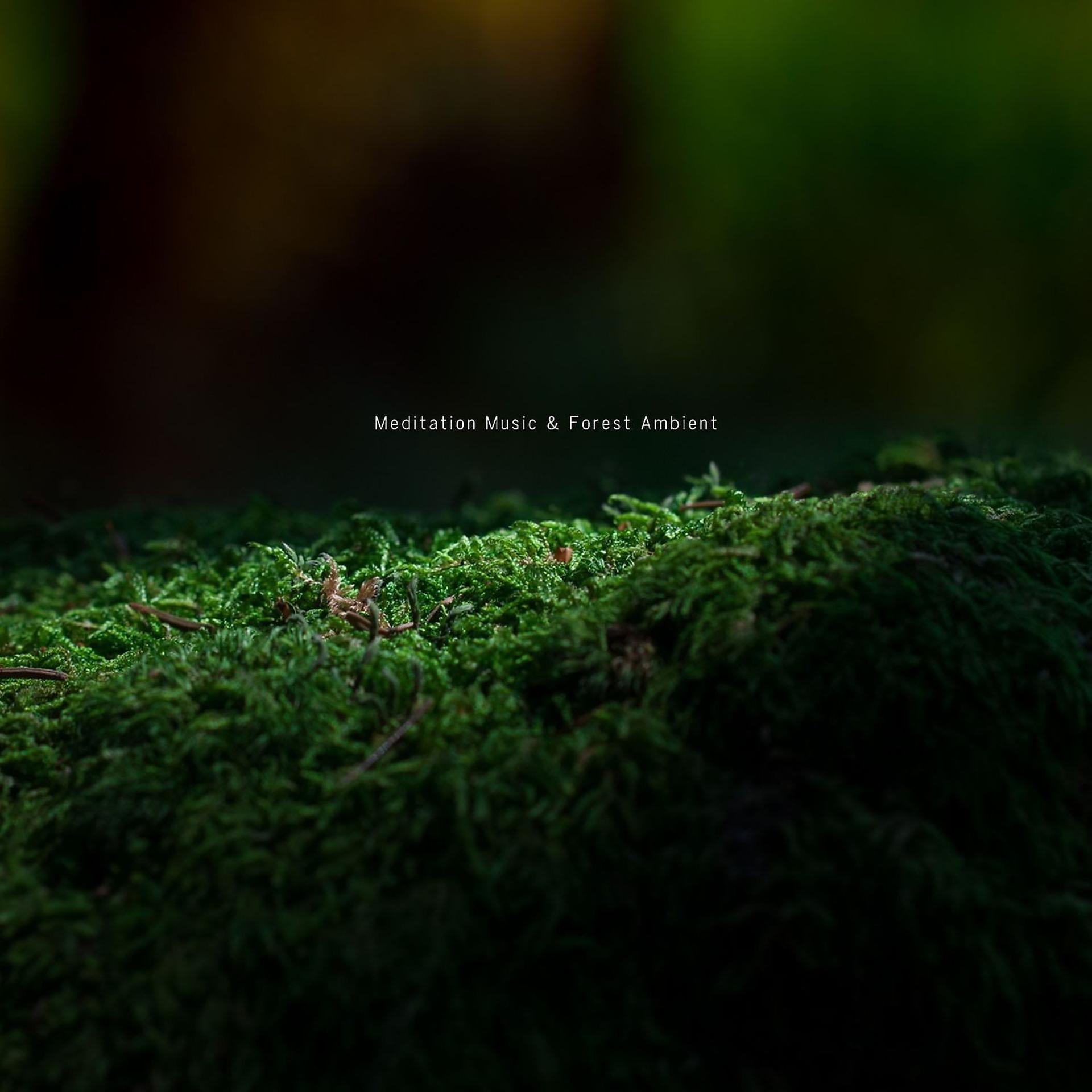 Постер альбома Meditation Music & Forest Ambient