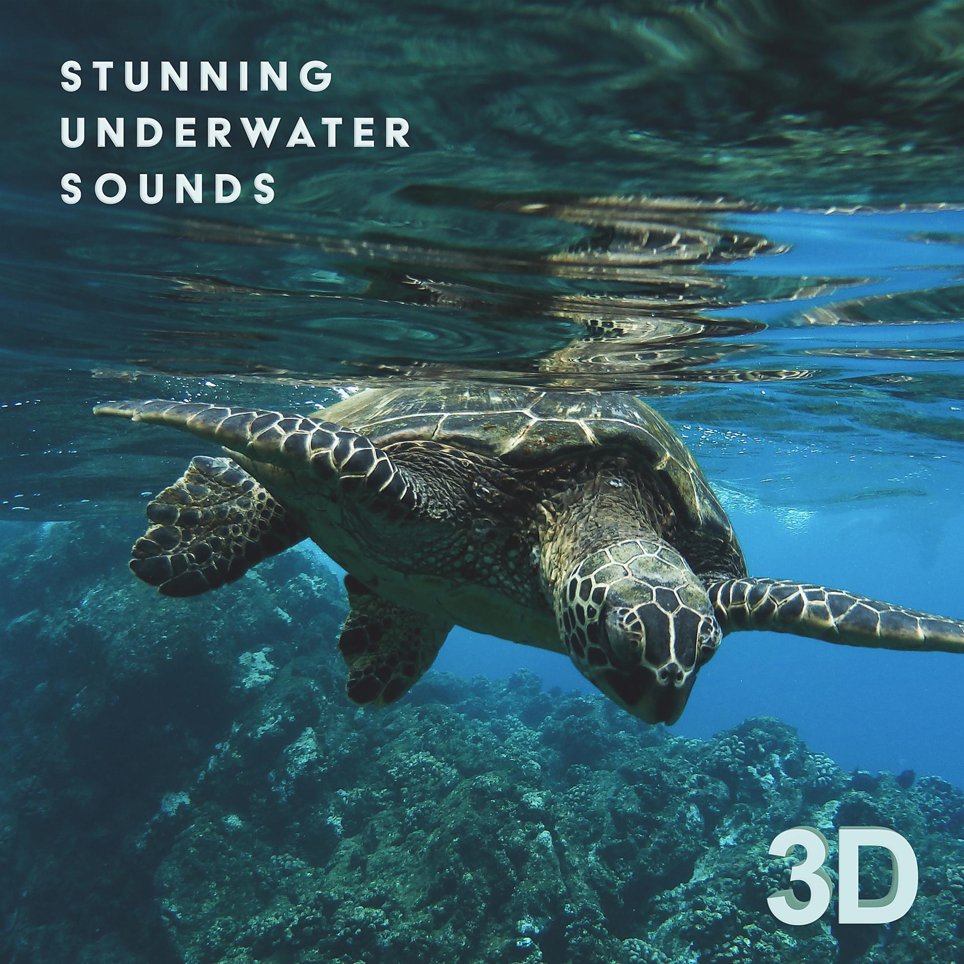 Постер альбома Stunning Underwater Sounds 3D: Nature Relaxation