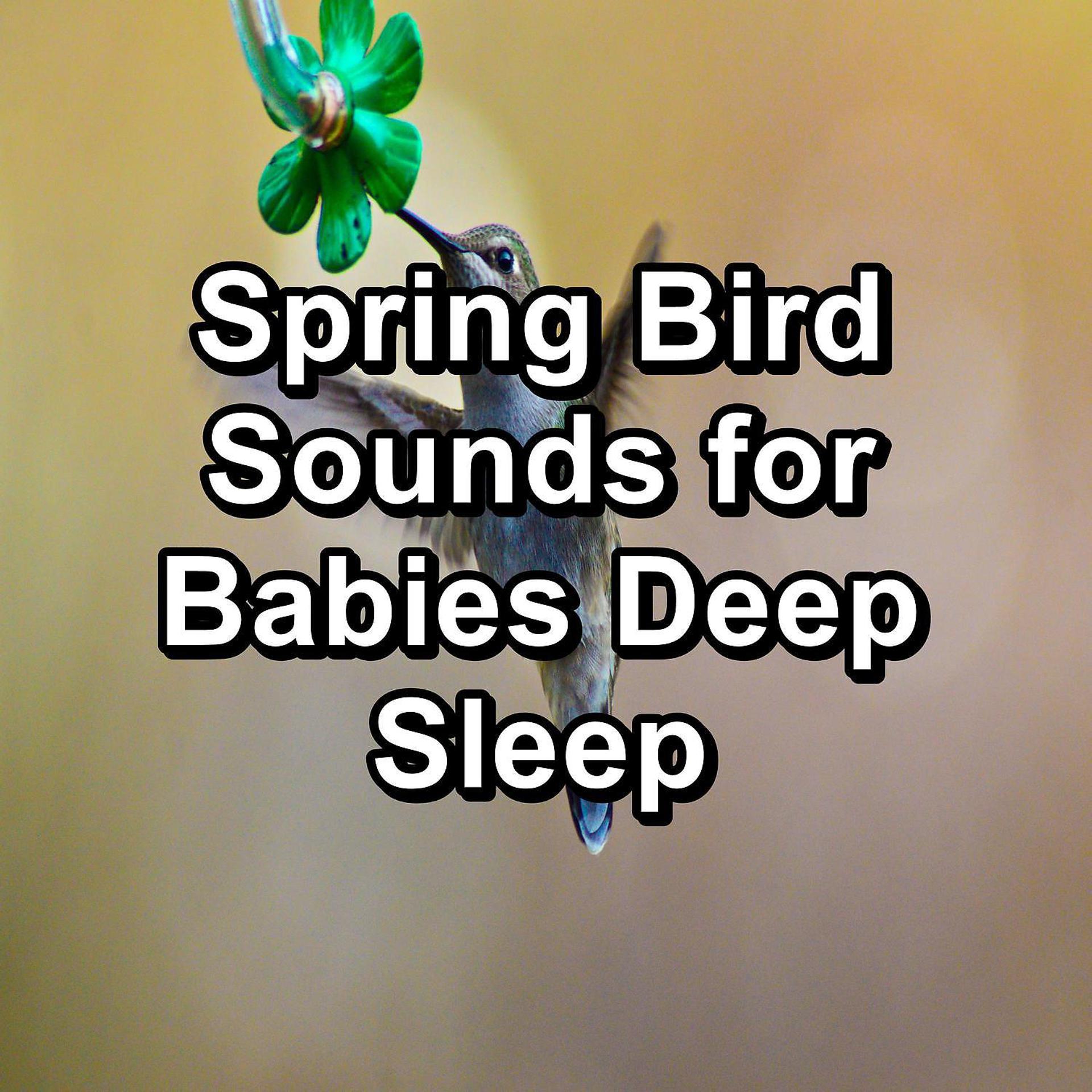 Постер альбома Spring Bird Sounds for Babies Deep Sleep
