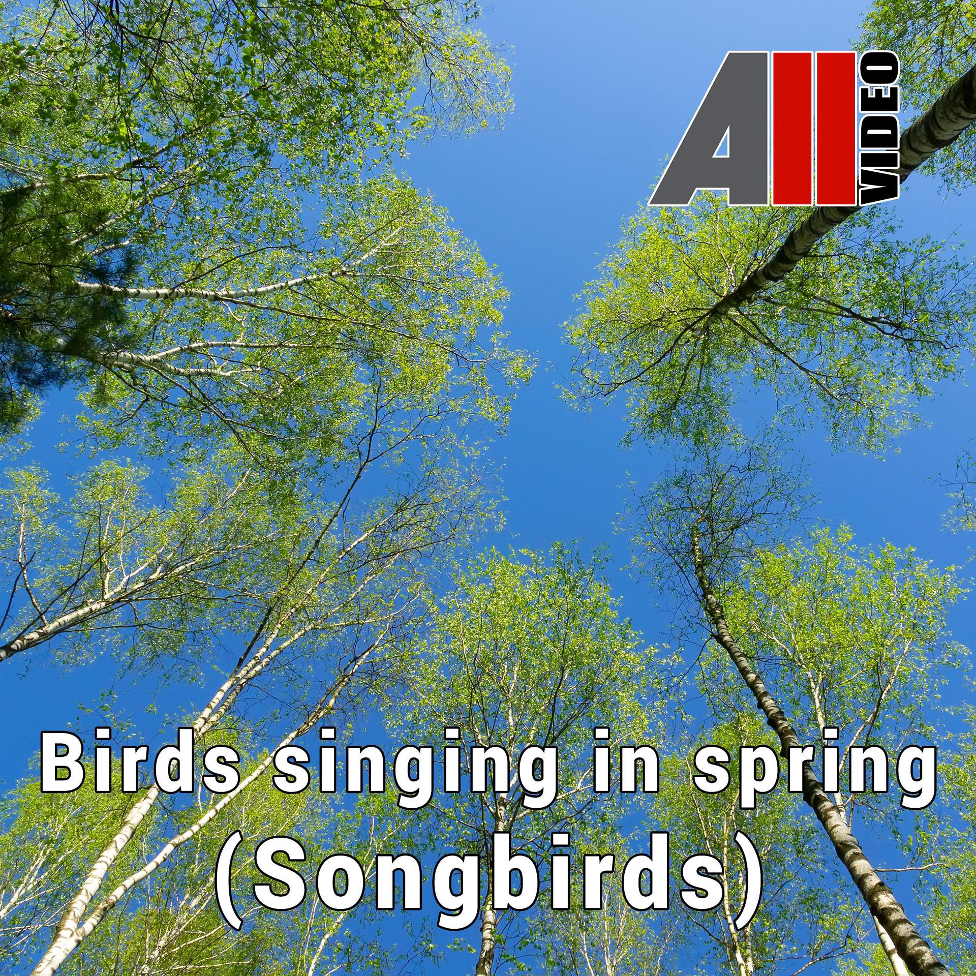 Постер альбома Birds singing in spring
