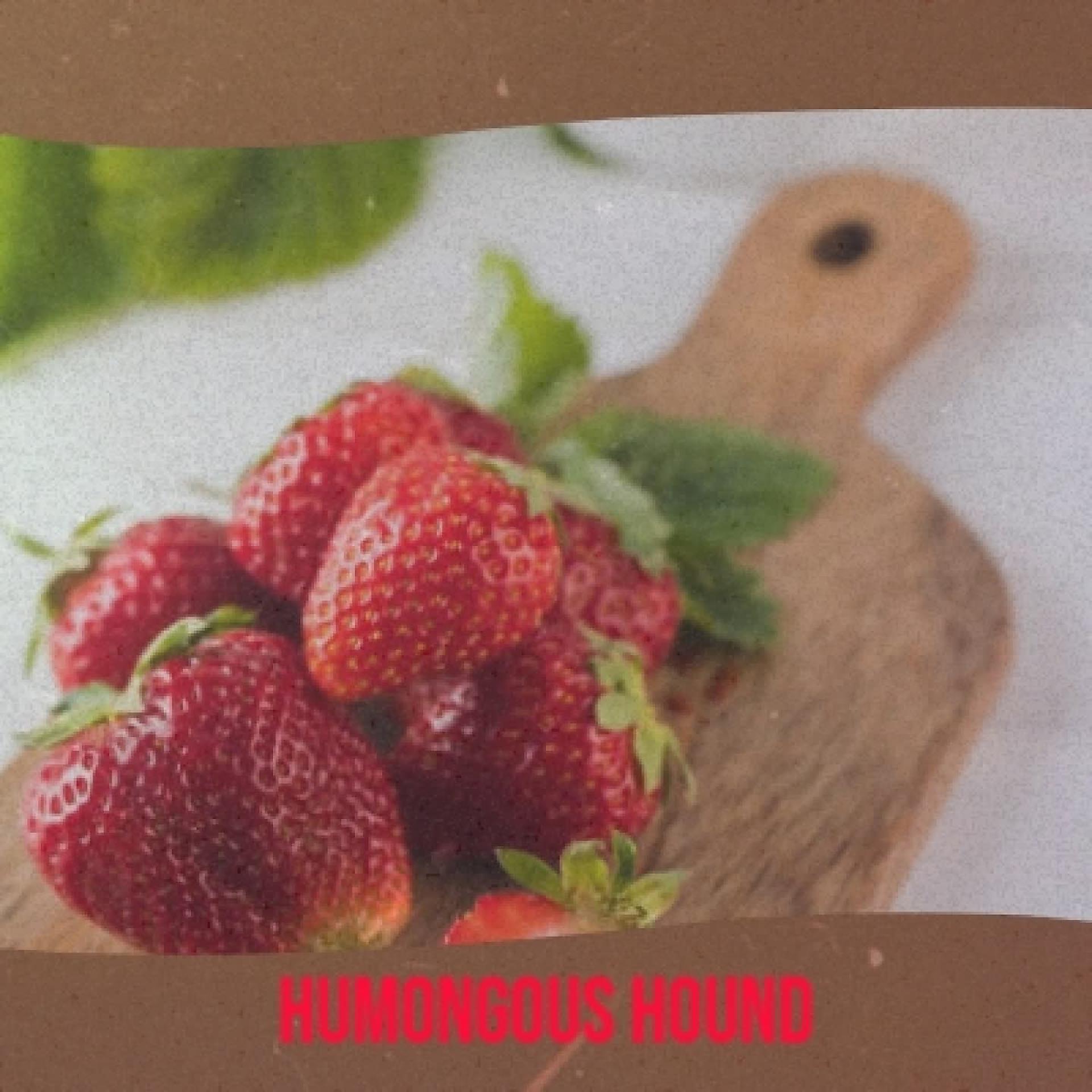 Постер альбома Humongous Hound