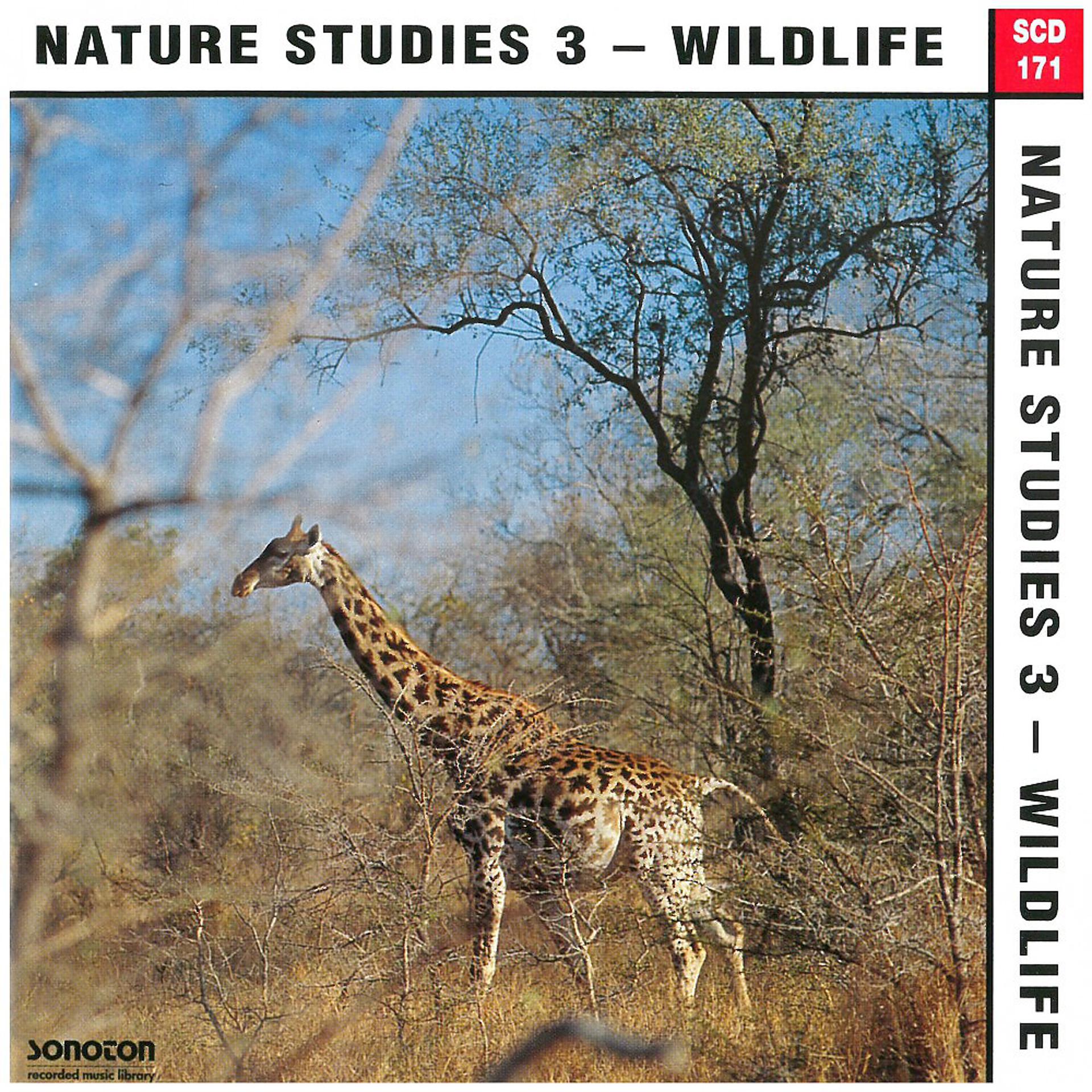 Постер альбома Nature Studies, Vol. 3: Wildlife