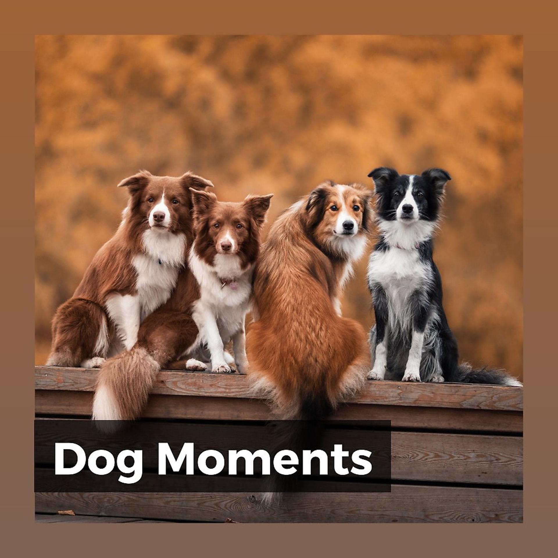 Постер альбома Dog Moments