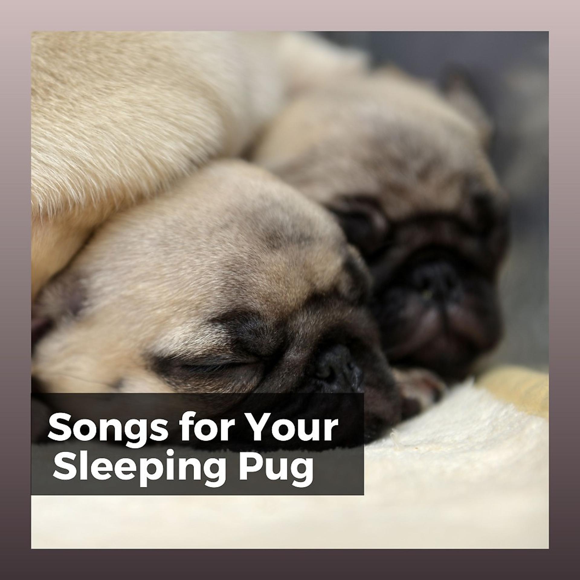 Постер альбома Songs for Your Sleeping Pug