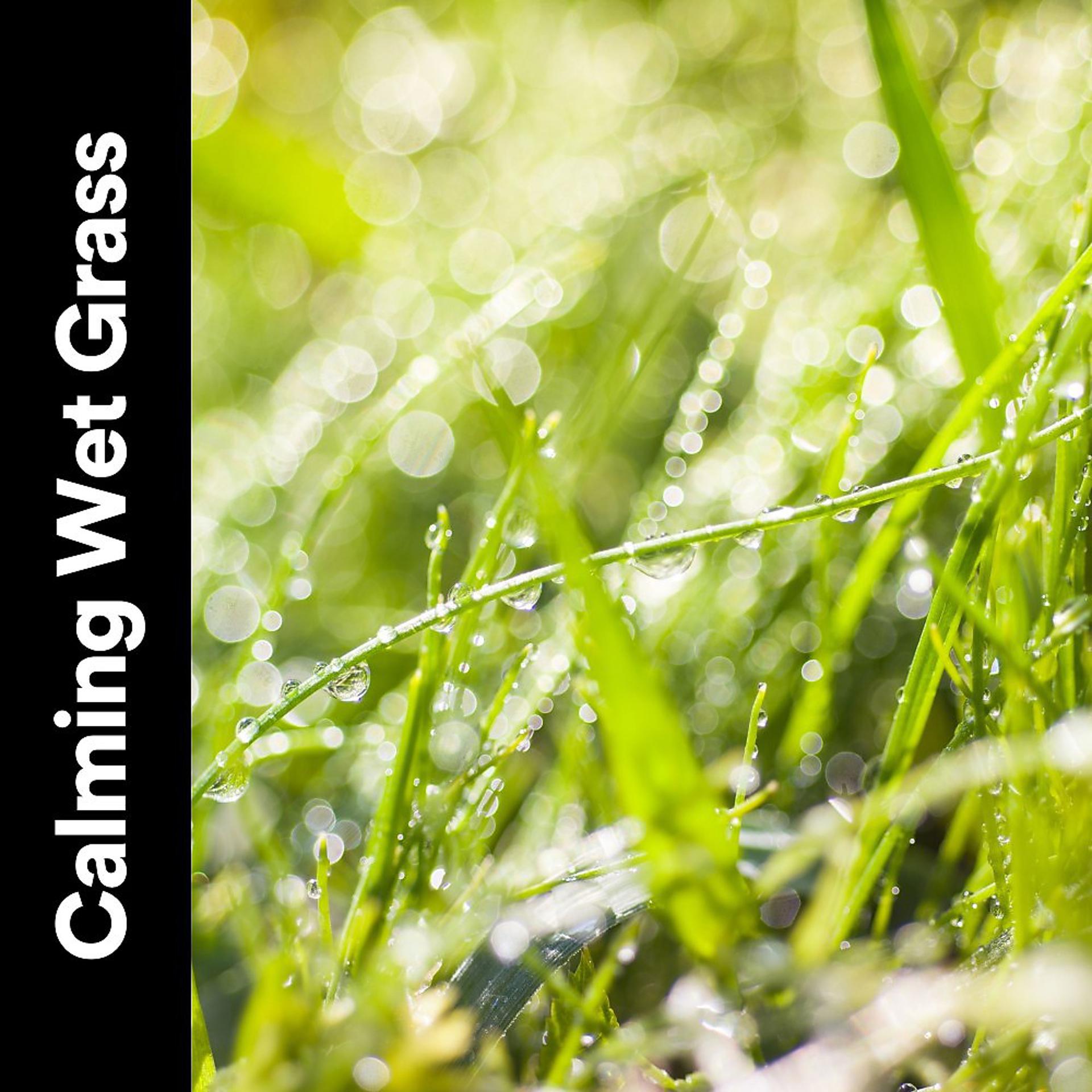 Постер альбома Calming Wet Grass