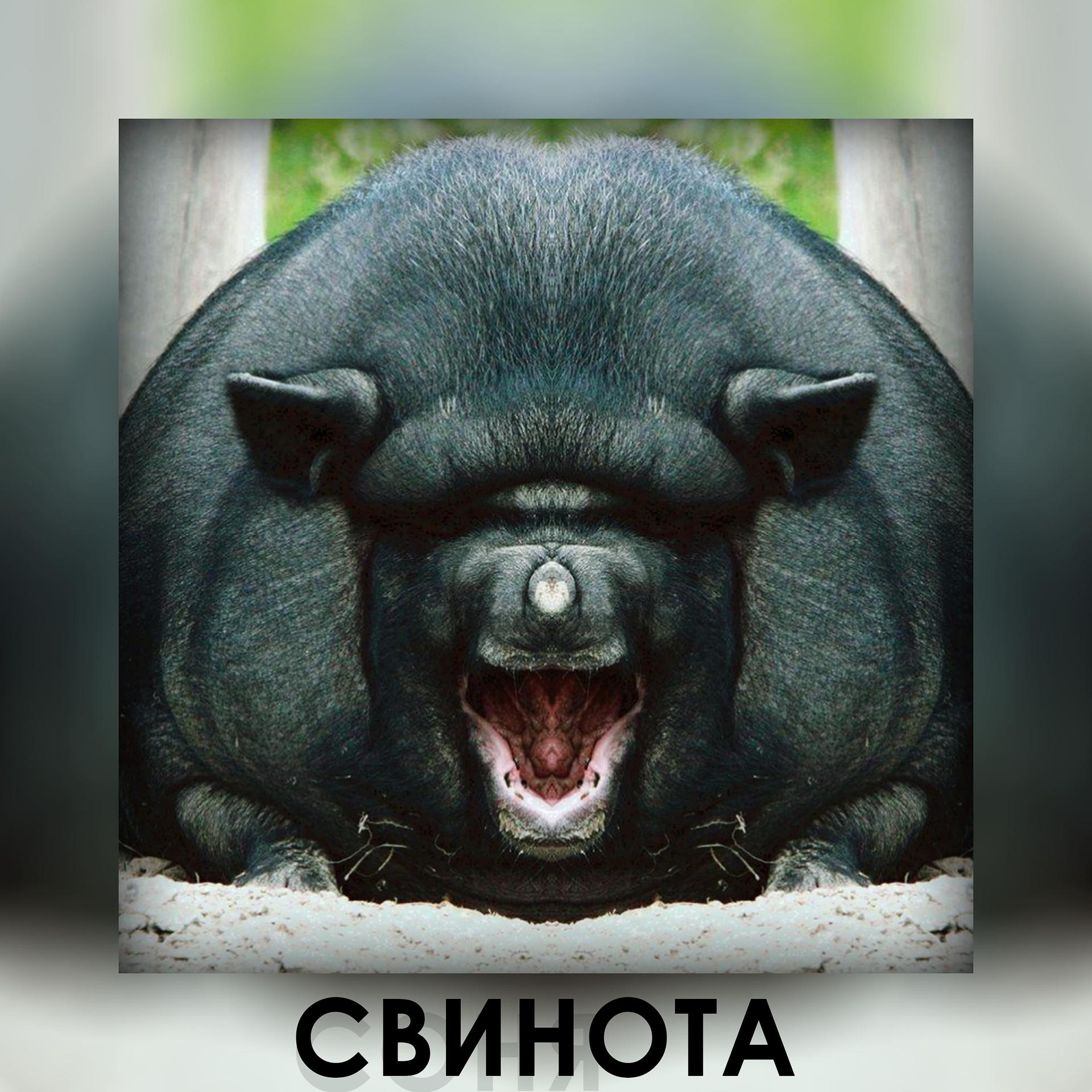 Постер альбома свинота