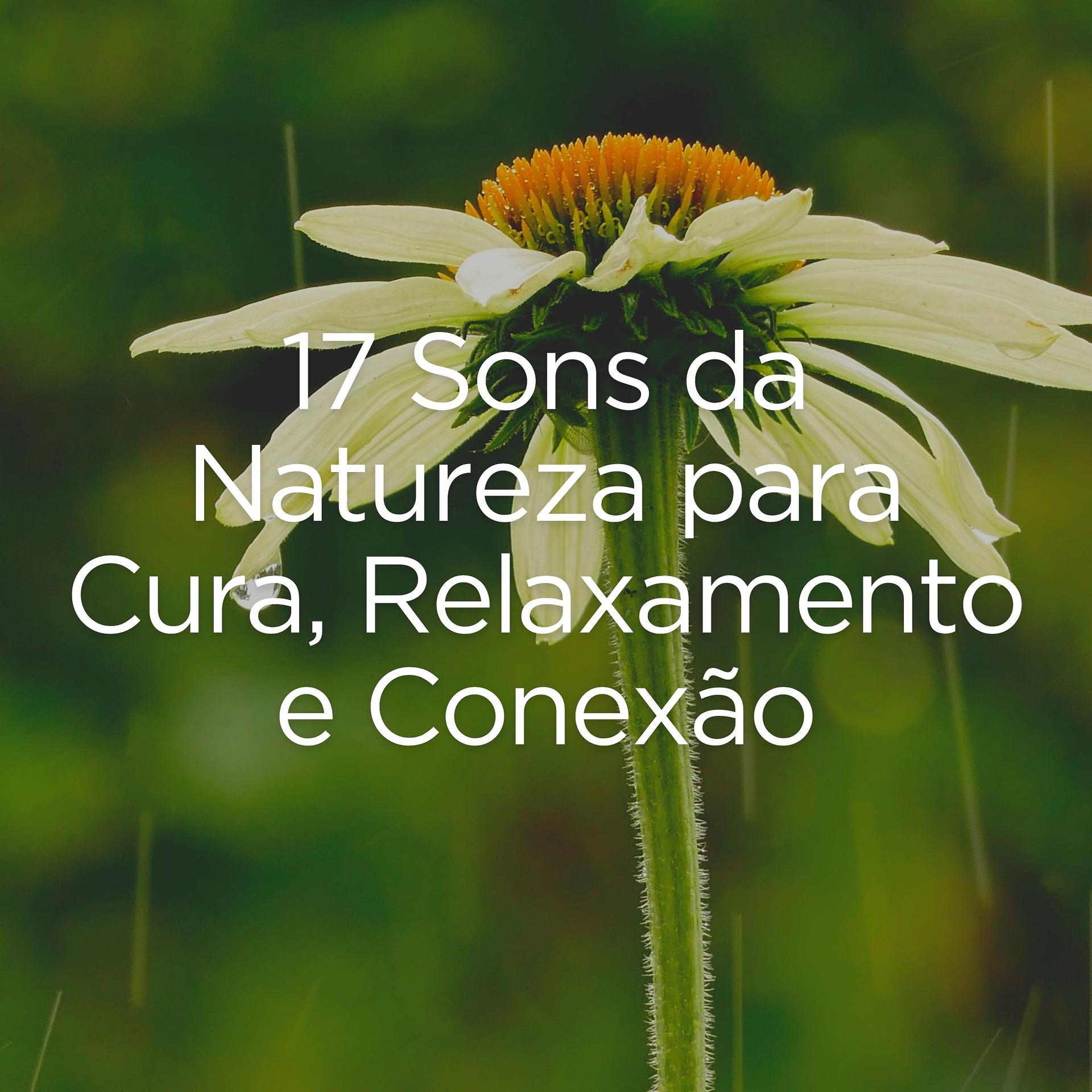 Постер альбома 17 Sons da Natureza para Cura, Relaxamento e Conexão