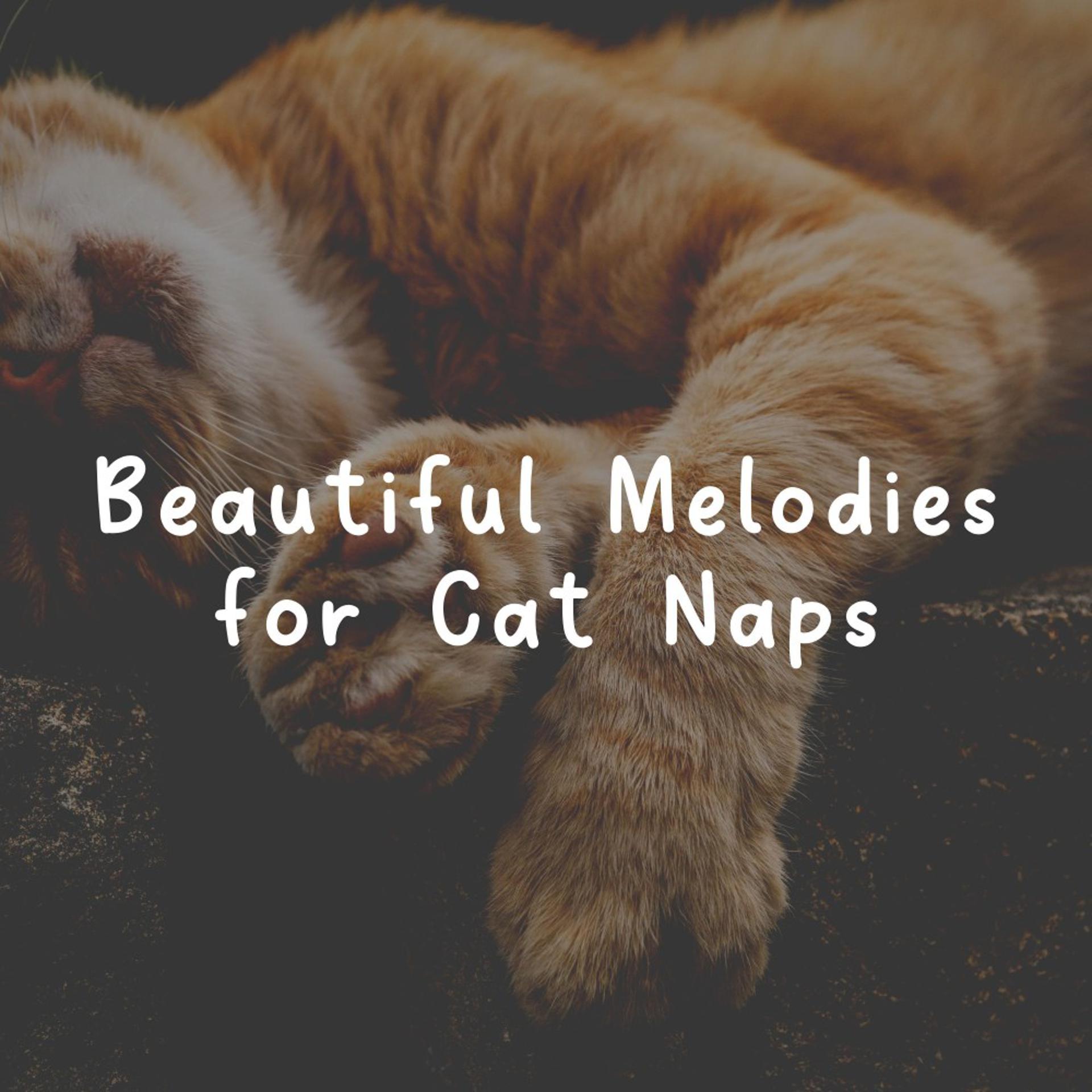 Постер альбома Beautiful Melodies for Cat Naps