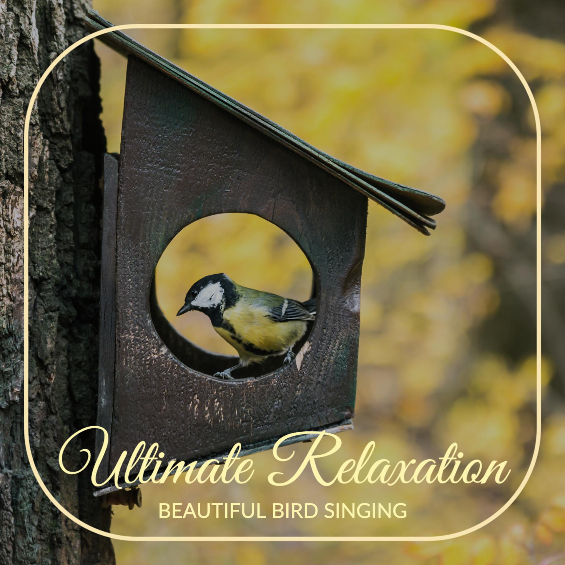 Постер альбома Beautiful Bird Singing