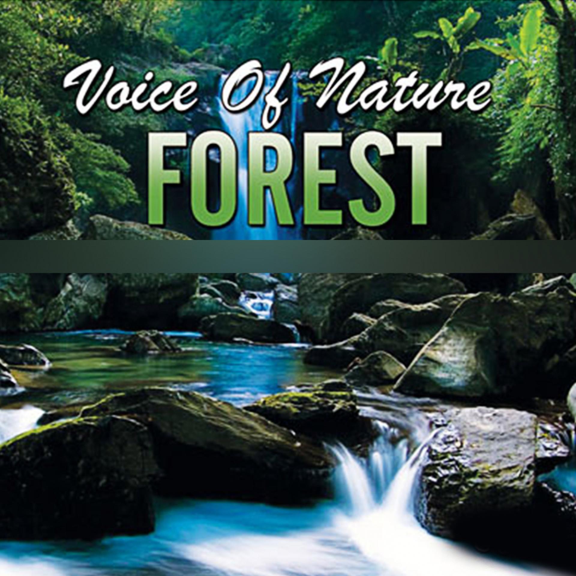 Постер альбома Voice of Nature Forest
