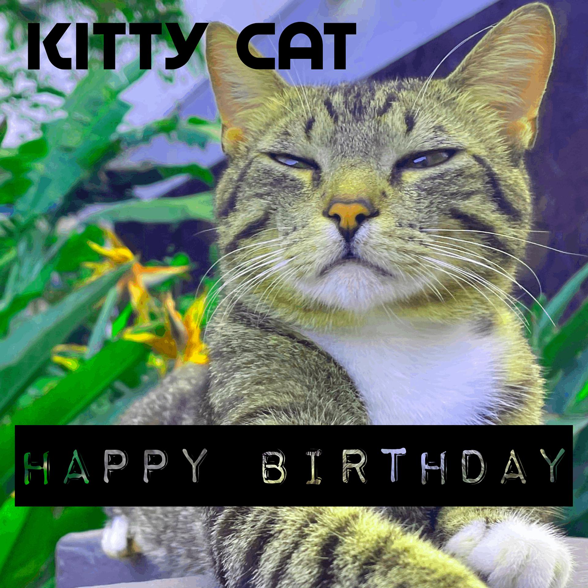 Постер альбома Happy Birthday Kitty Cat