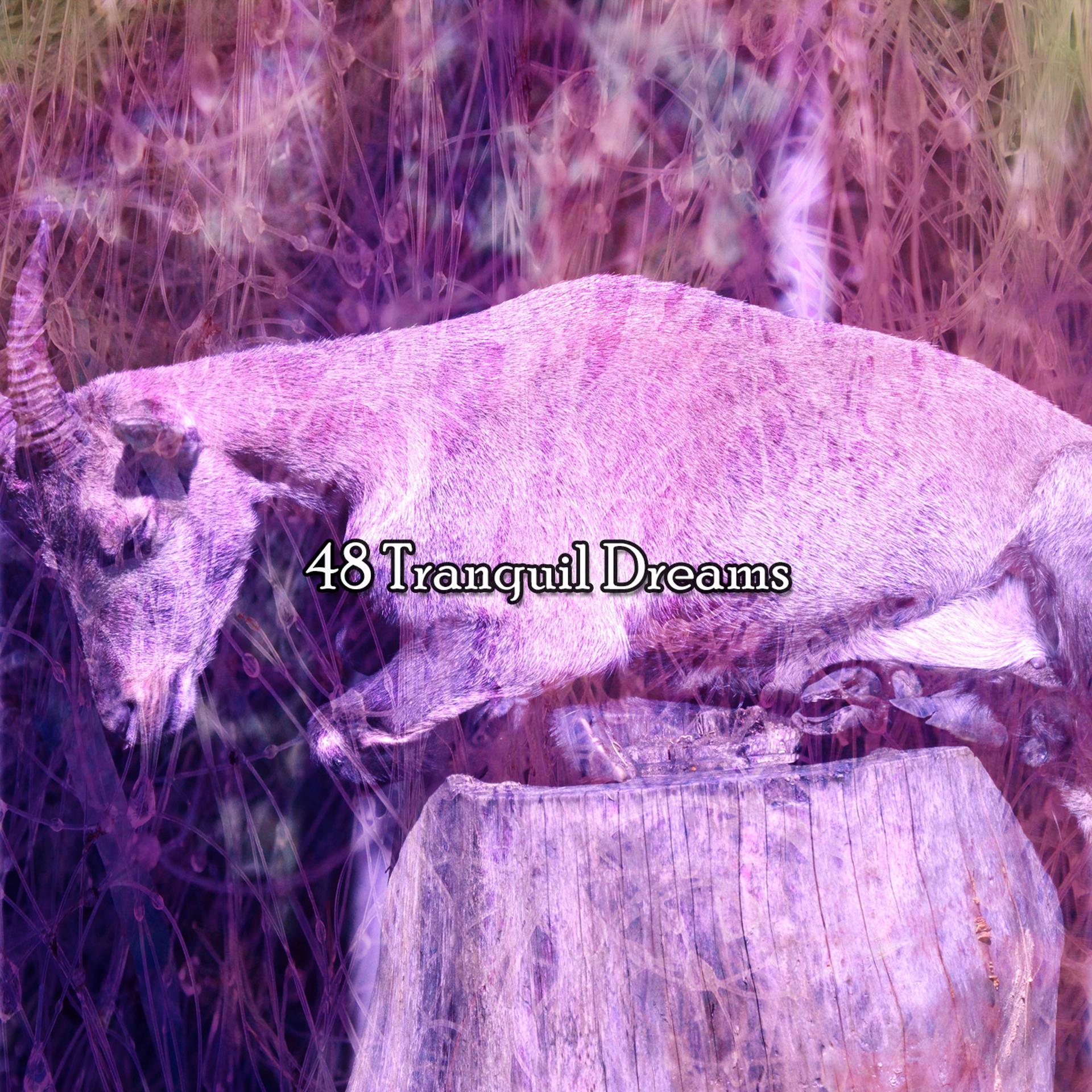 Постер альбома 48 Tranquil Dreams