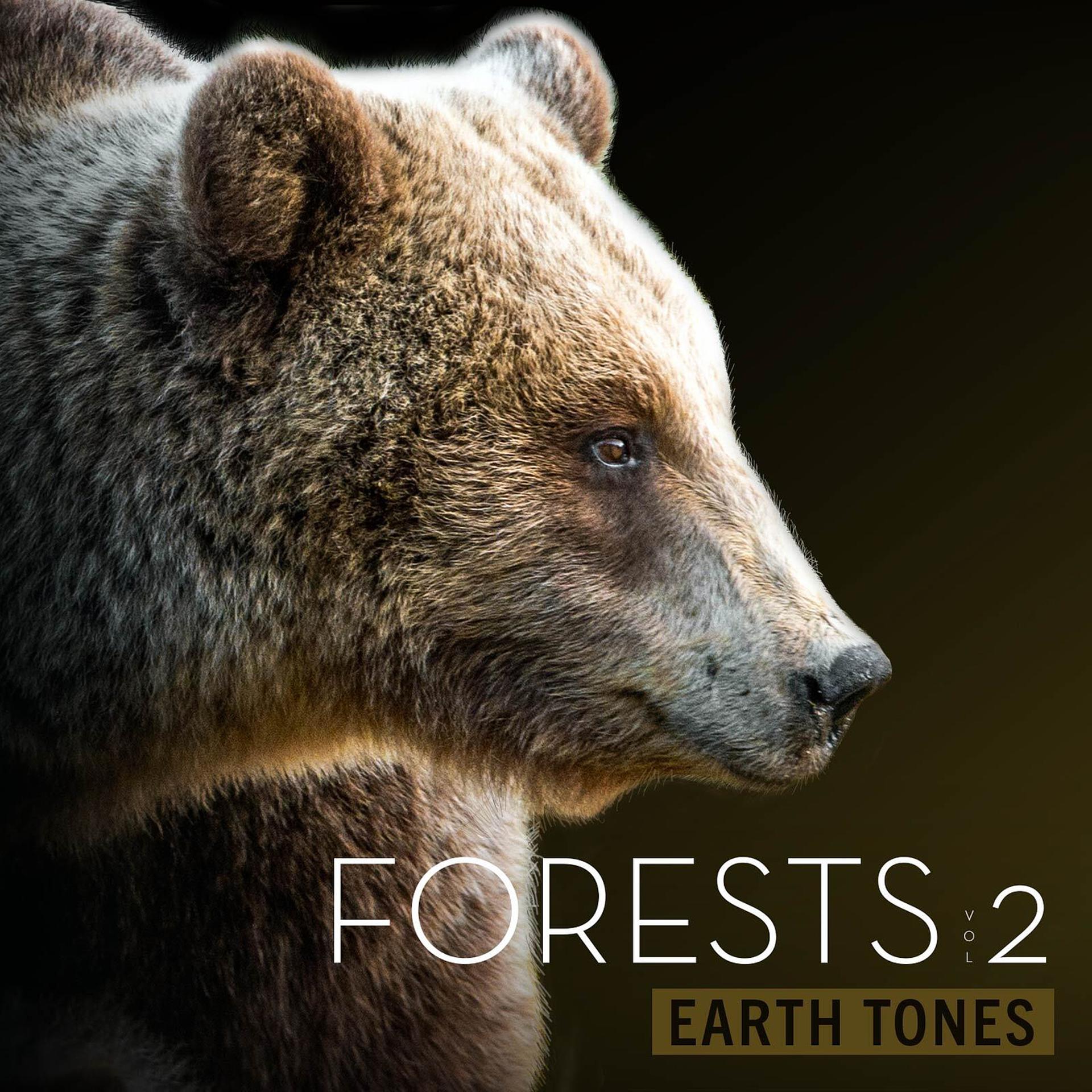 Постер альбома Earth Tones: Forests Vol 2