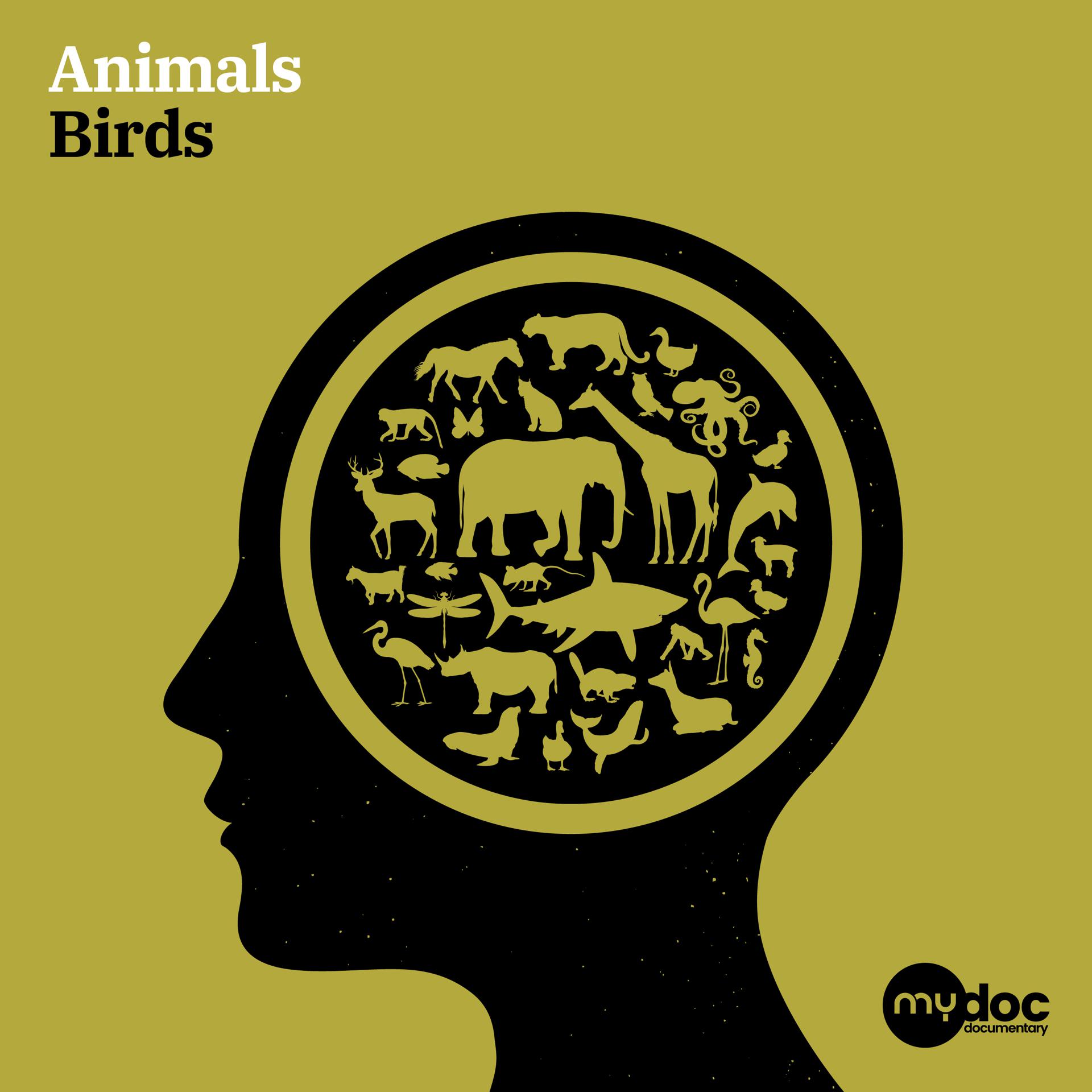 Постер альбома Animals - Birds