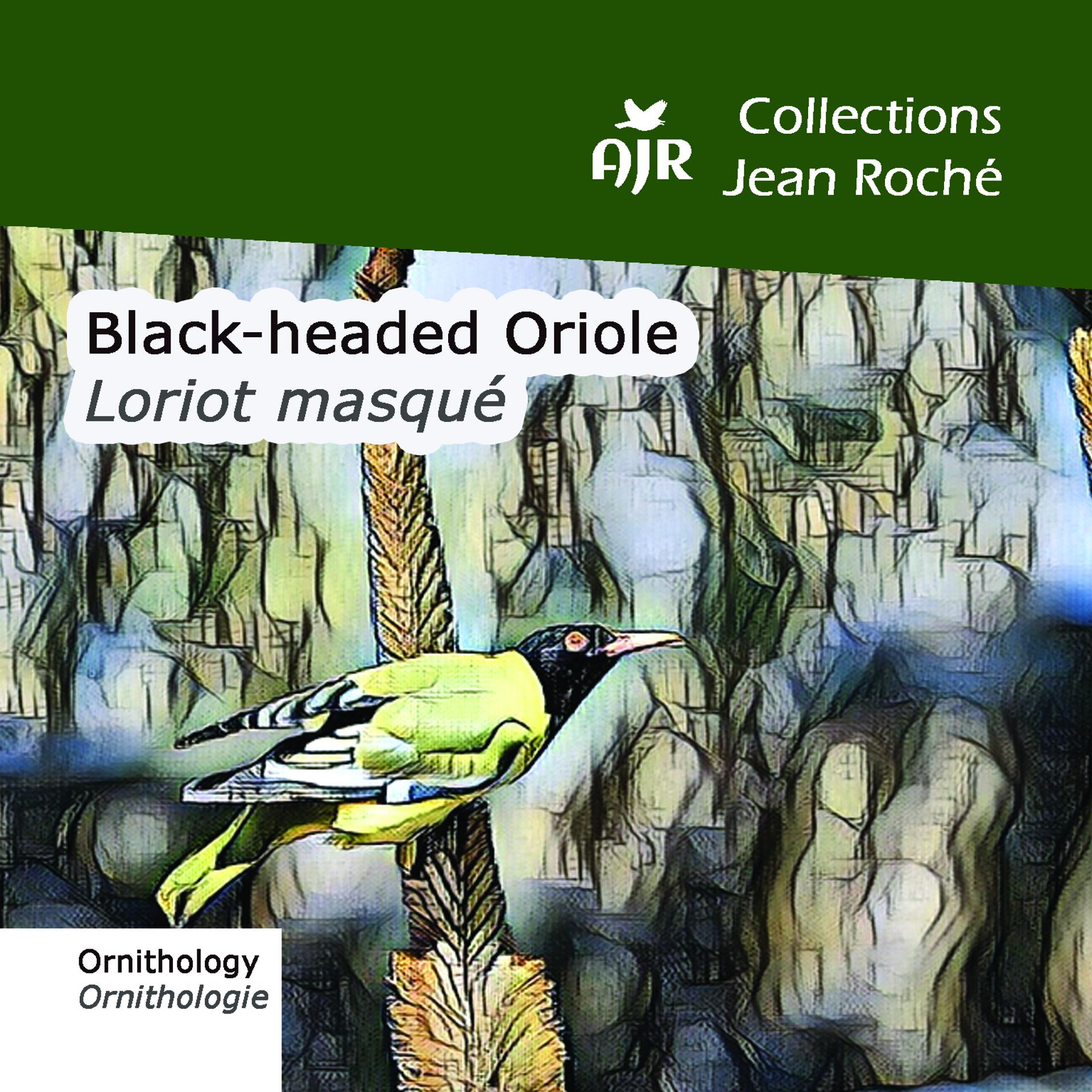Постер альбома Black-headed-Loriot masqué-Oriole-Oriolus larvatus