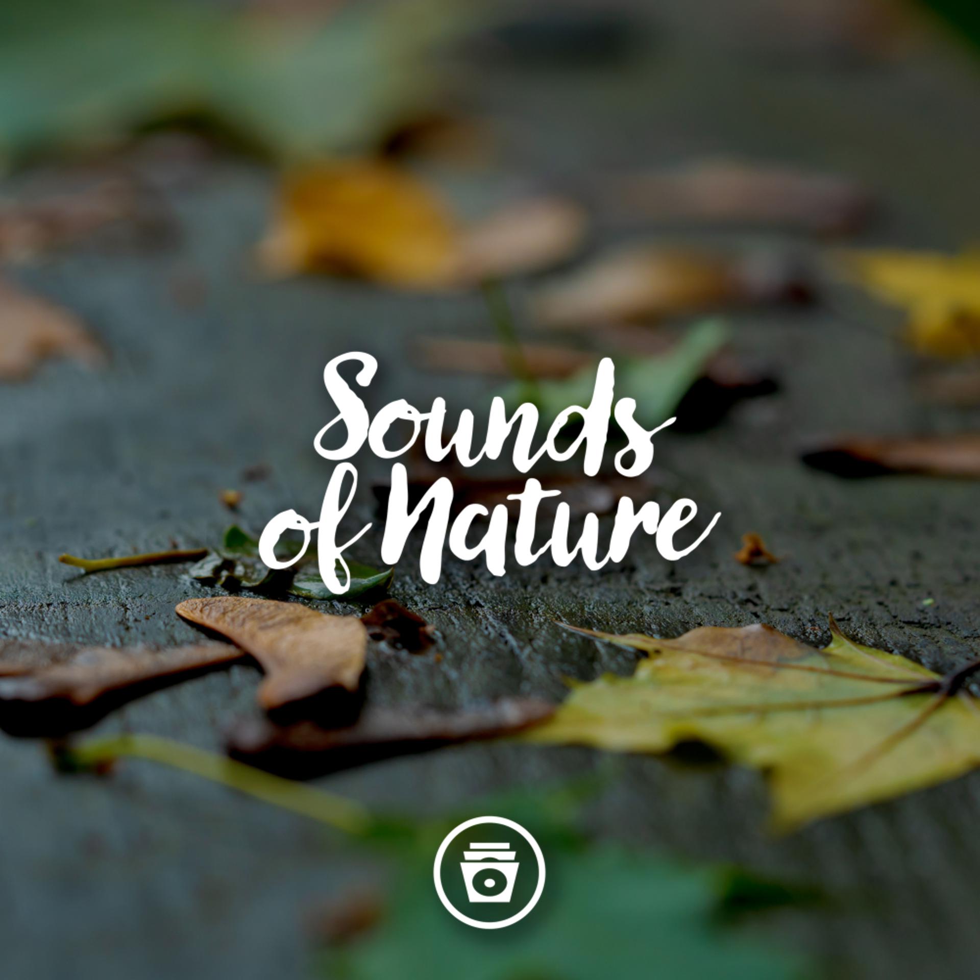 Постер альбома Sounds Of Nature