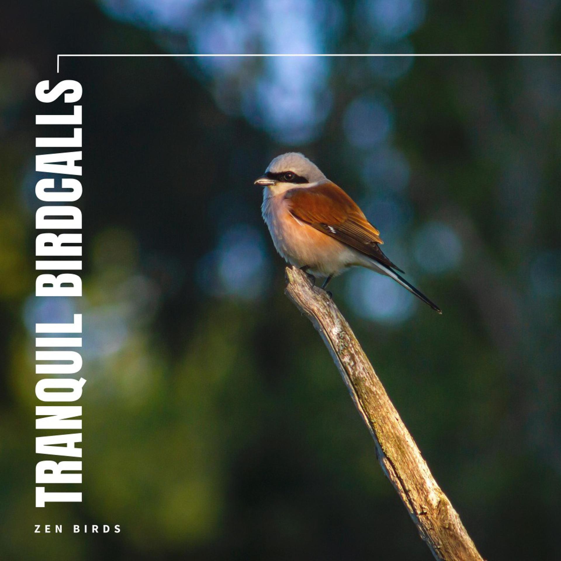 Постер альбома Tranquil Birdcalls